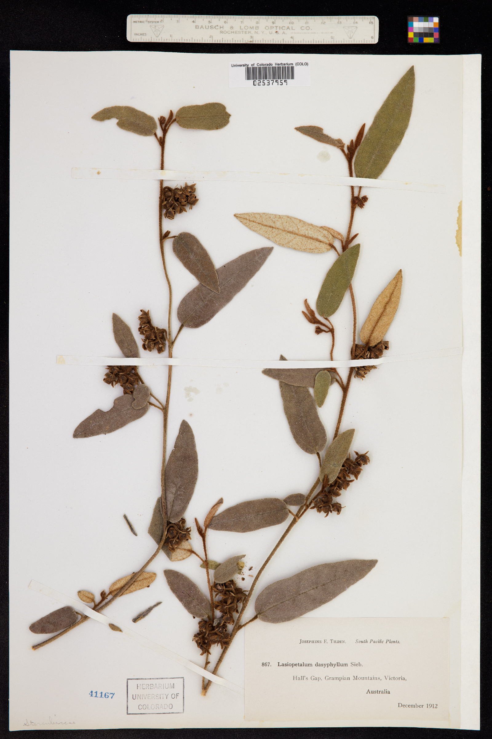 Lasiopetalum macrophyllum image