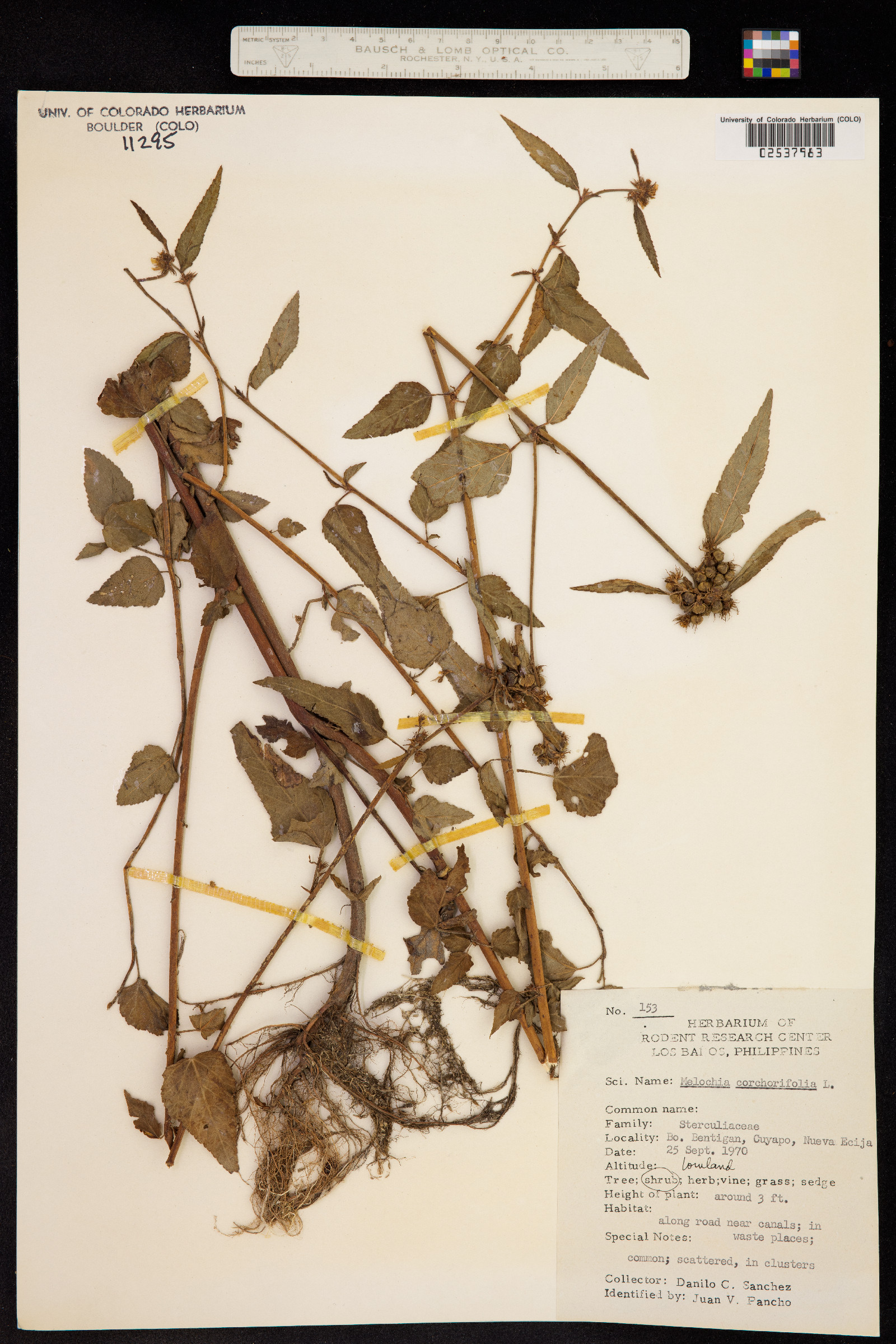 Melochia corchorifolia image