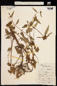 Image of Melochia corchorifolia