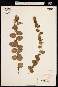 Image of Melochia spicata