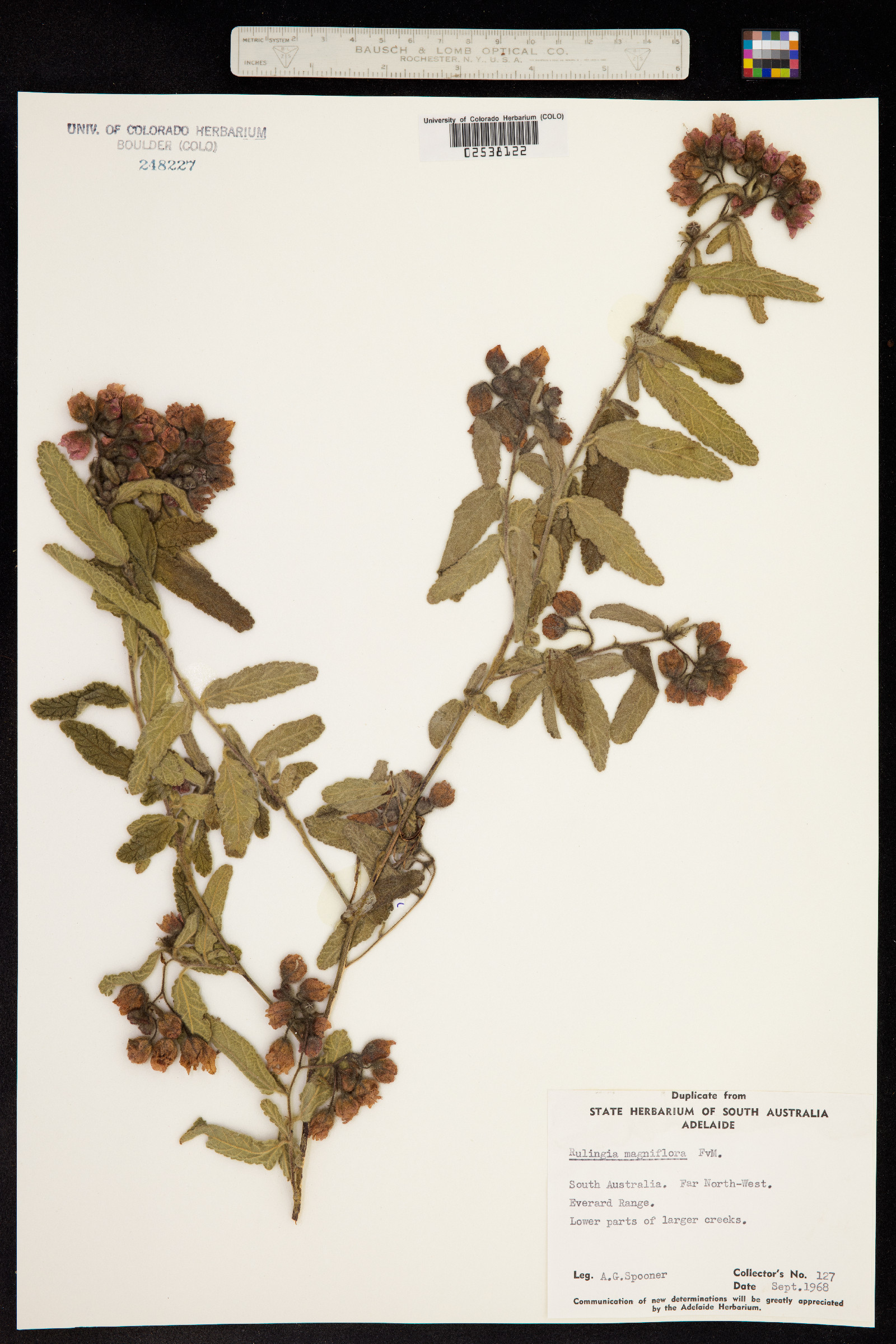 Commersonia magniflora image