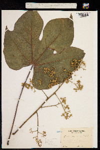 Image of Sterculia platanifolia