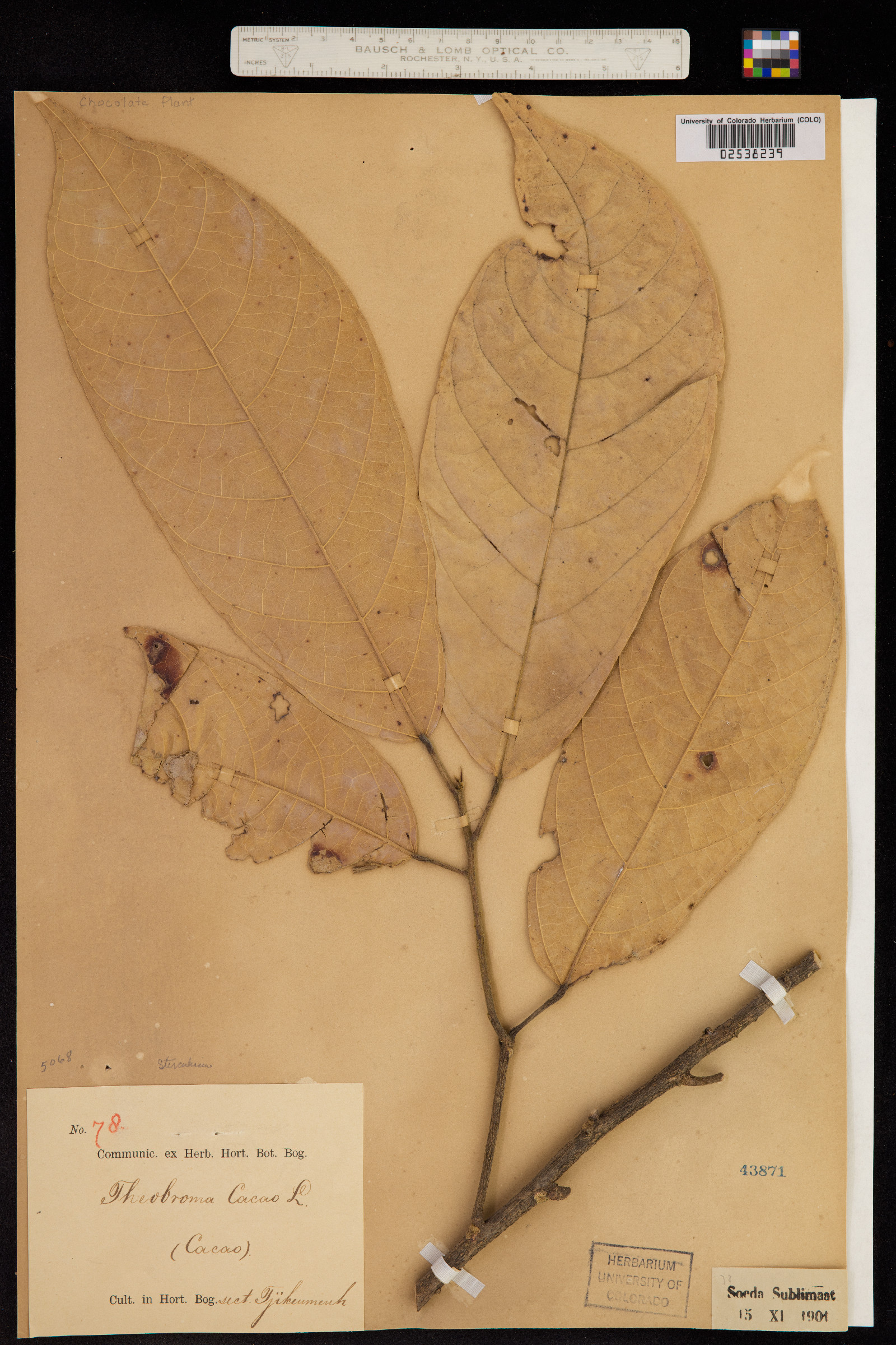 Theobroma cacao image