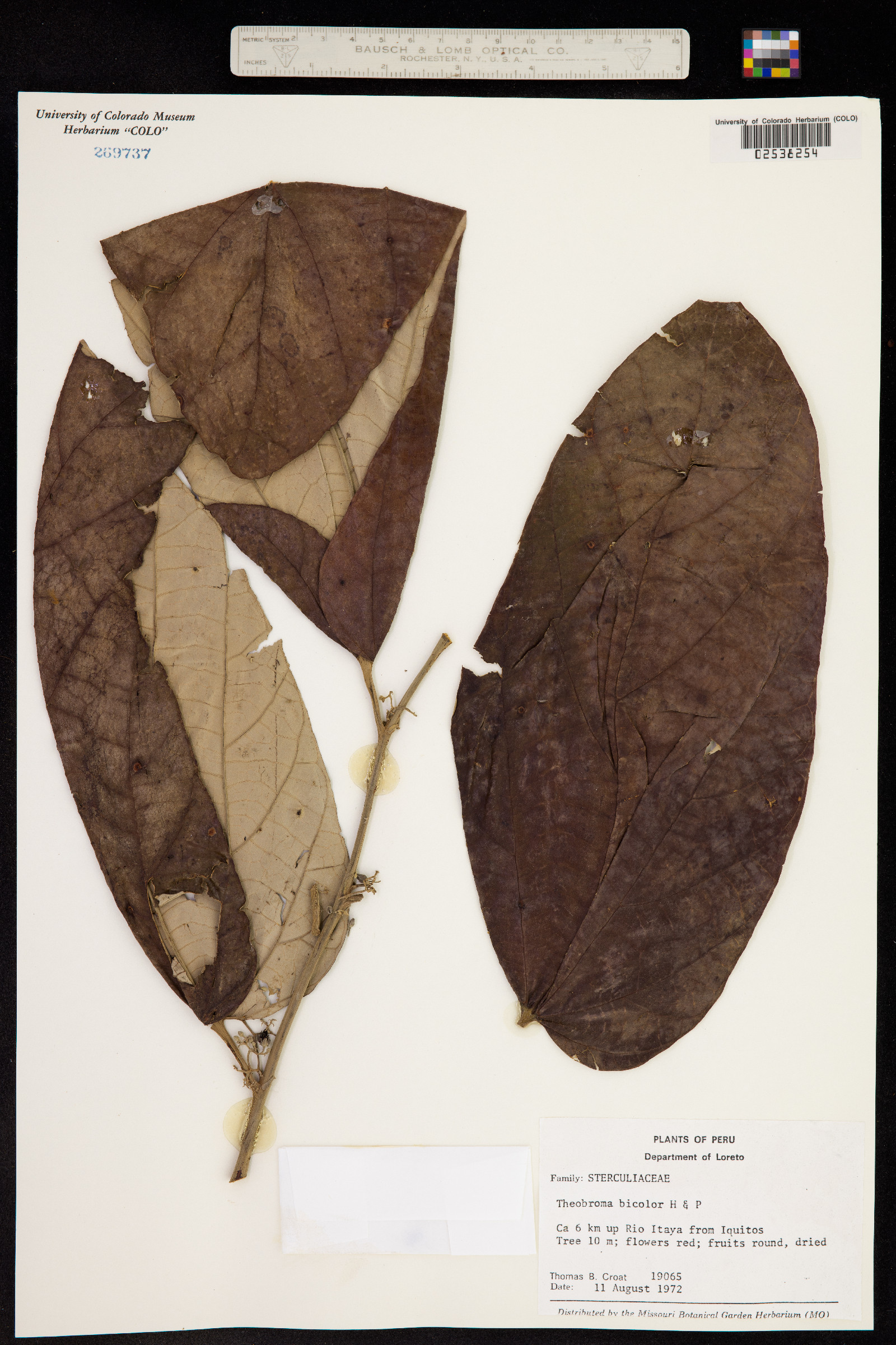 Theobroma cacao image