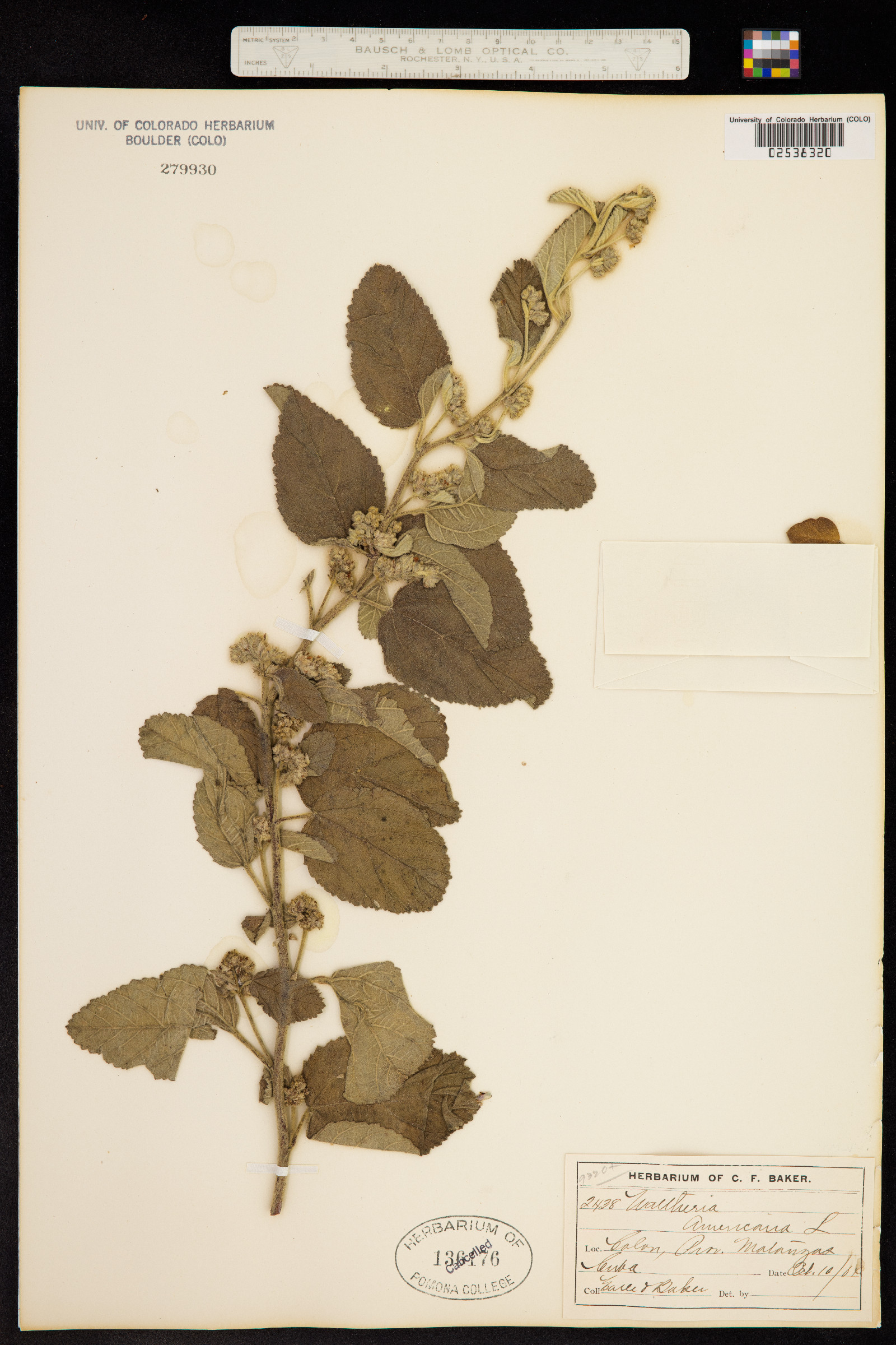 Waltheria indica image