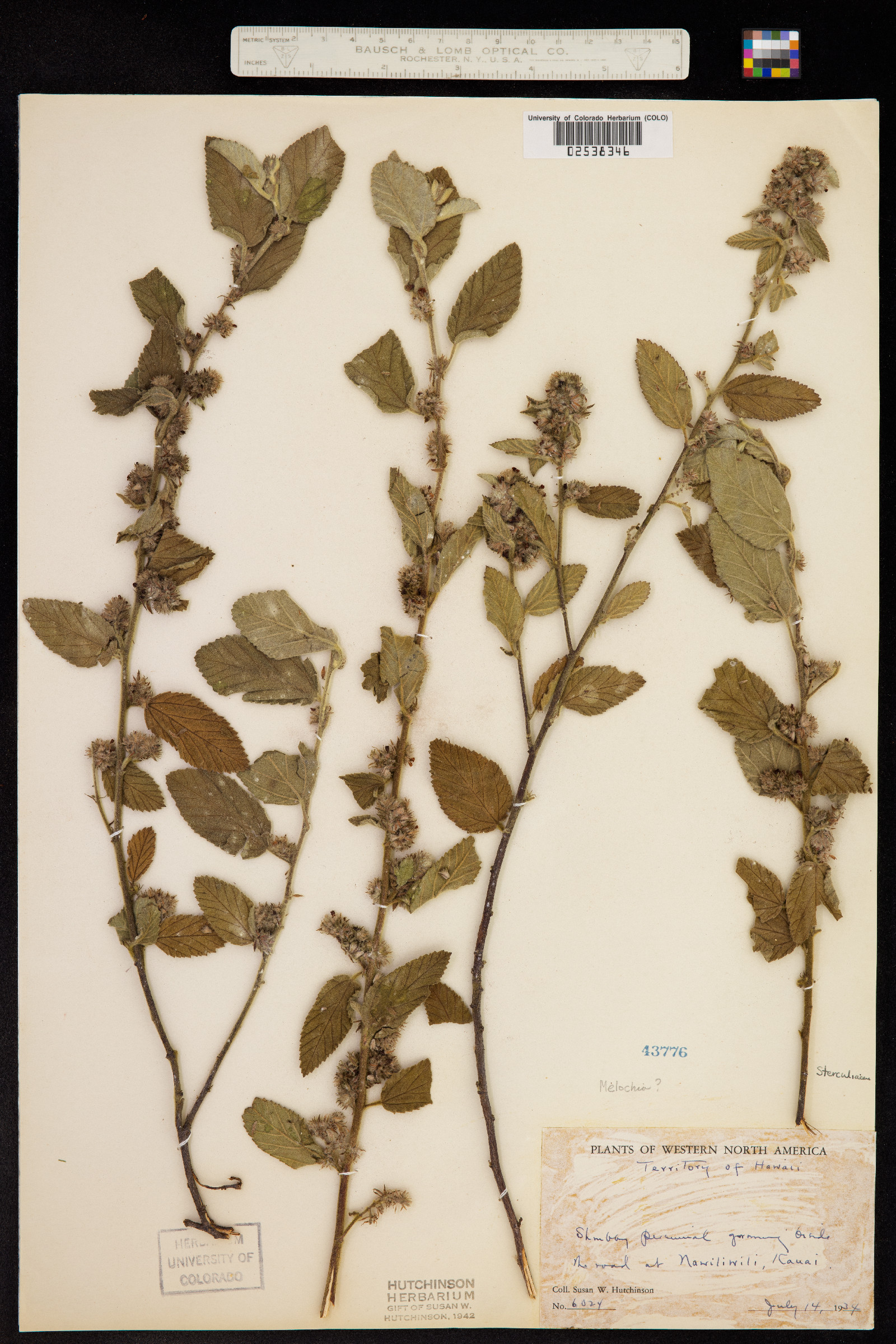 Waltheria indica image