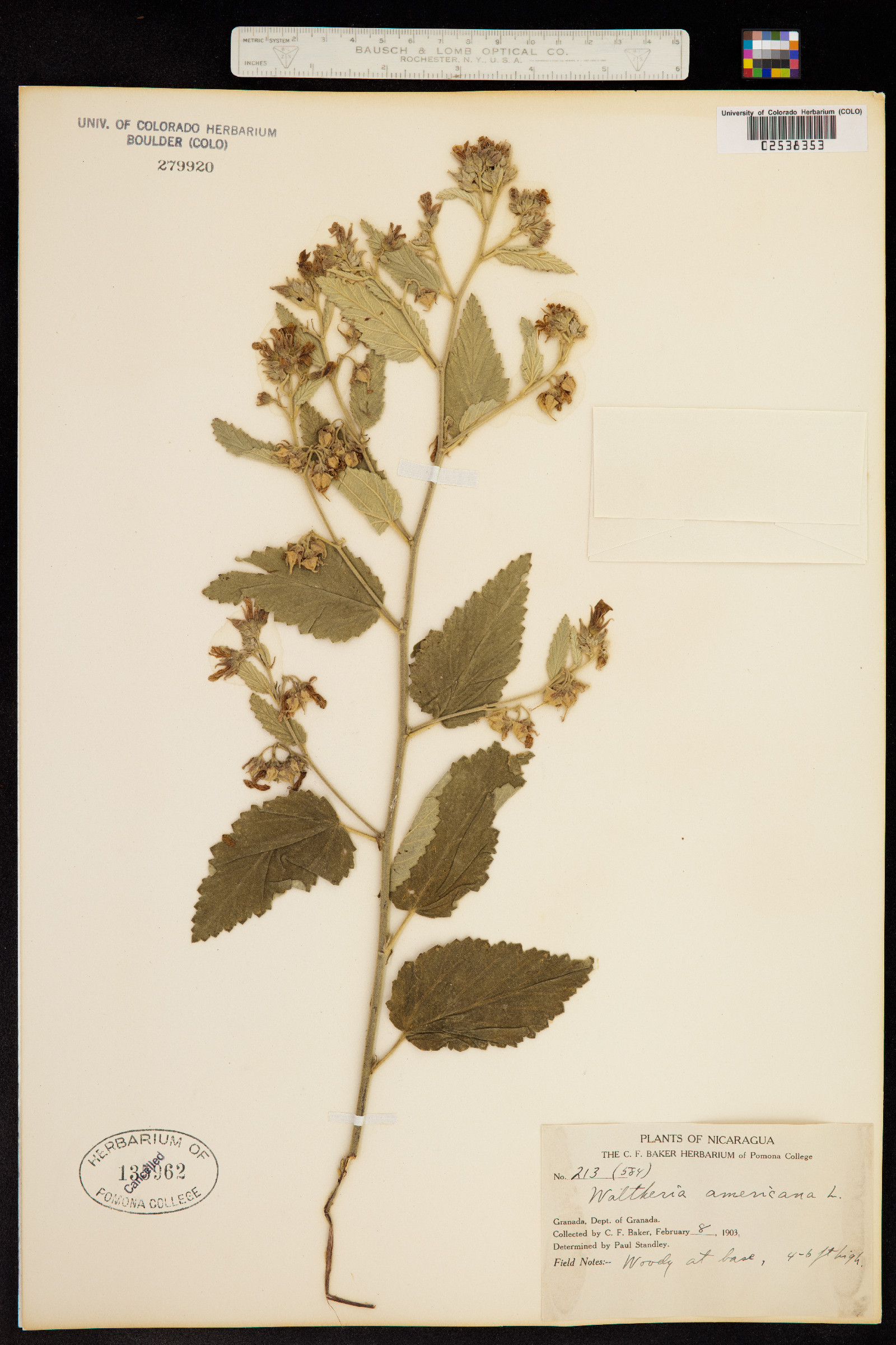 Waltheria indica image