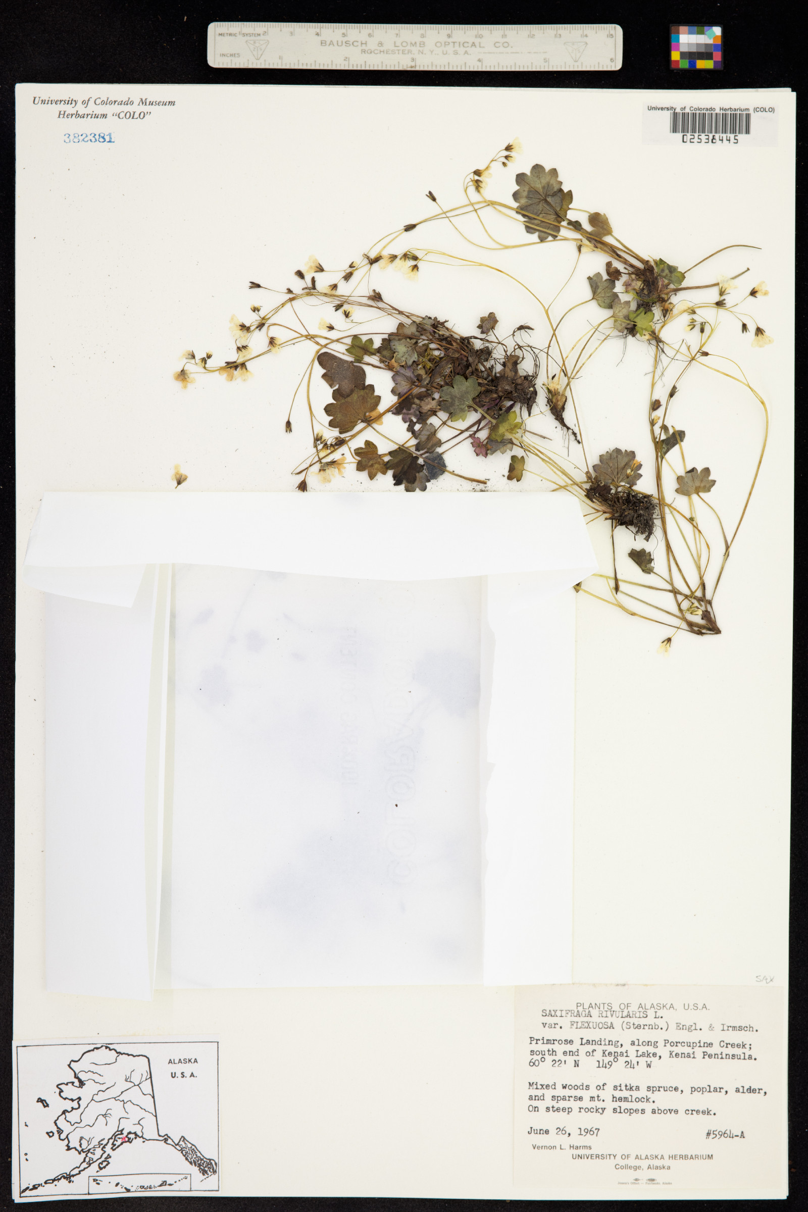 Saxifraga image