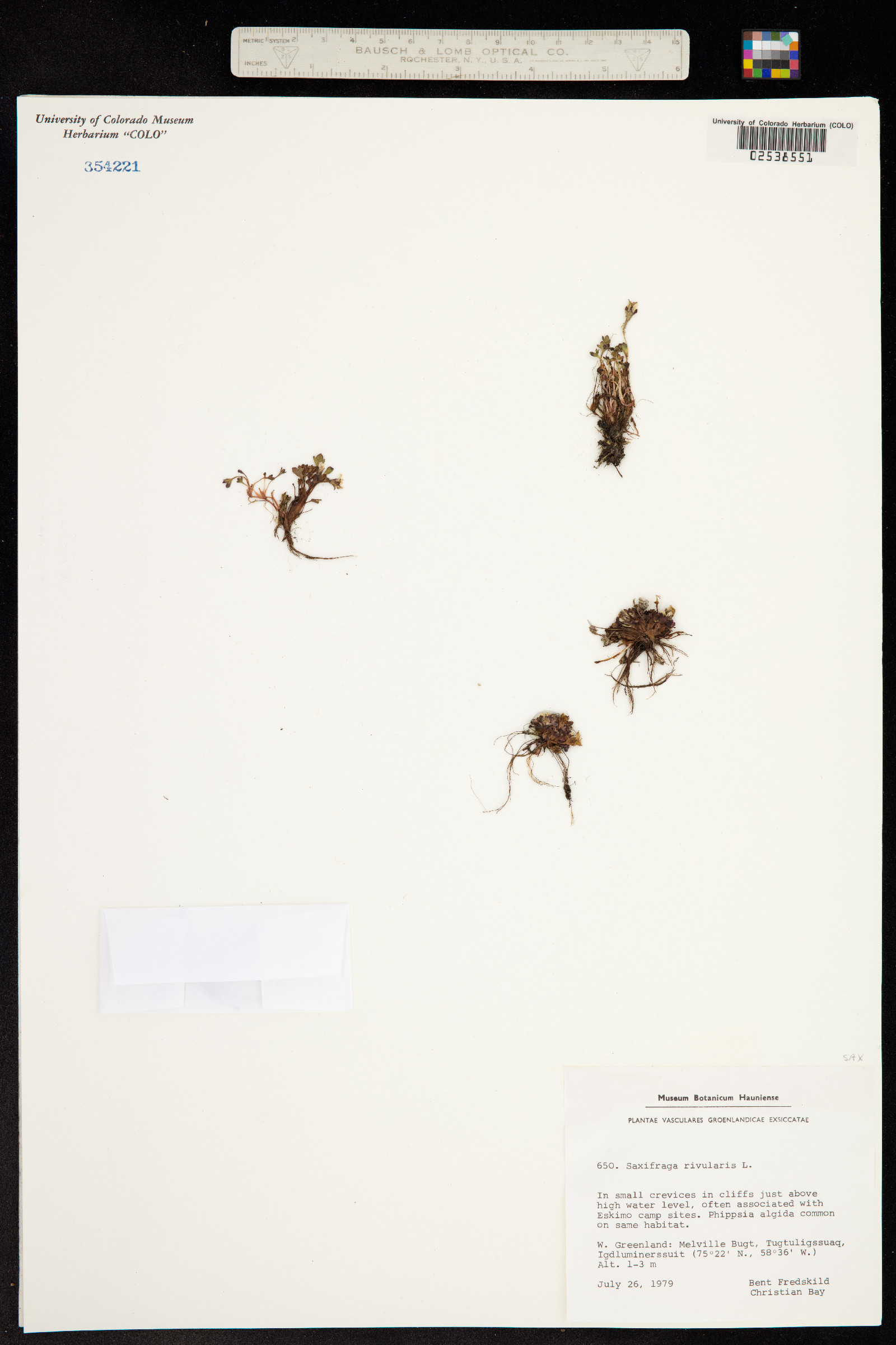 Saxifraga image