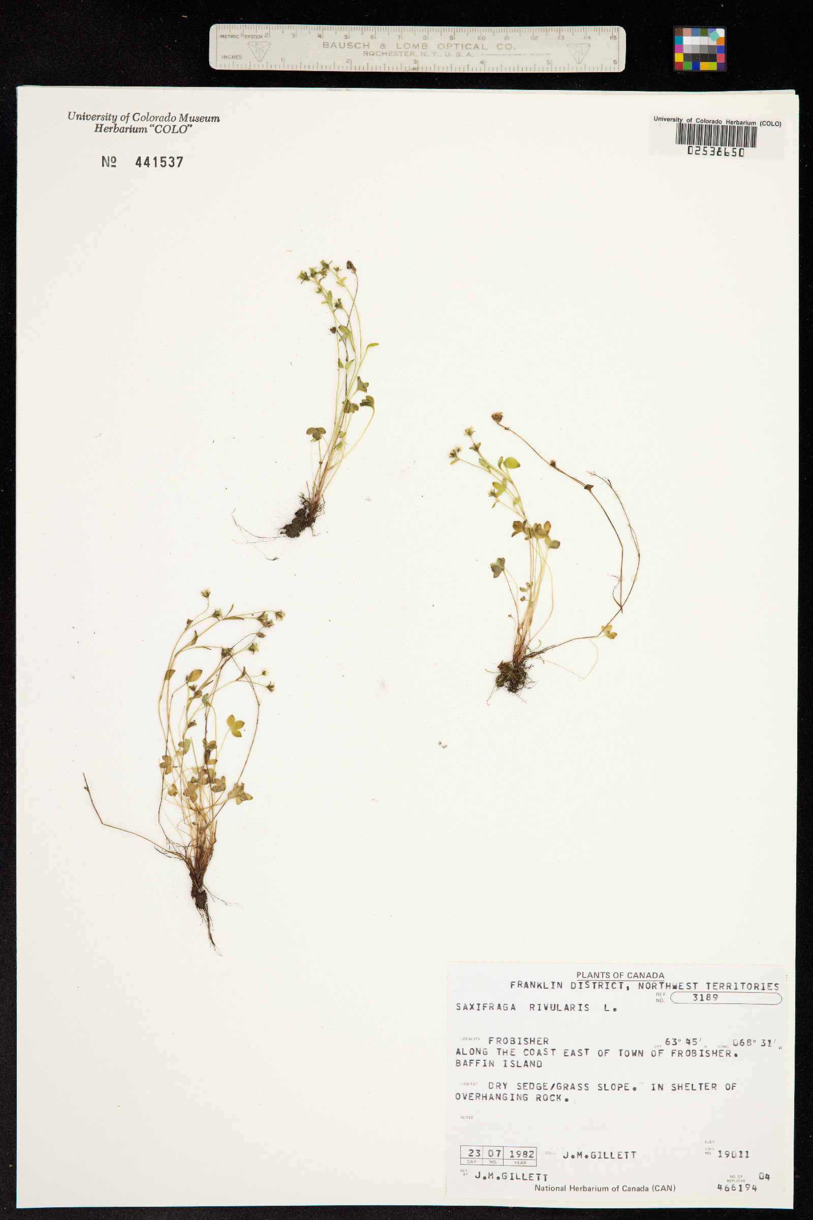 Saxifraga rivularis image