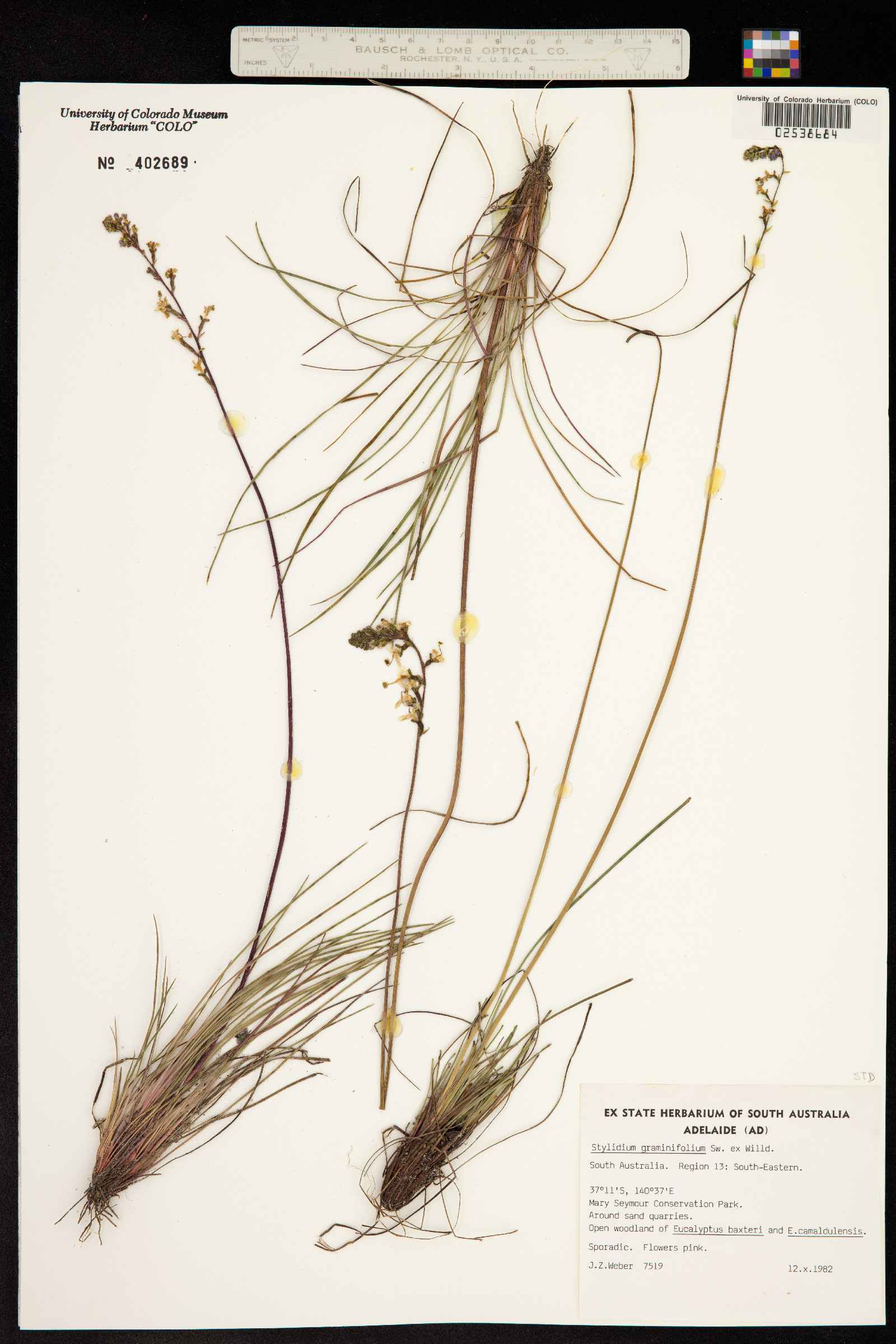 Stylidium image