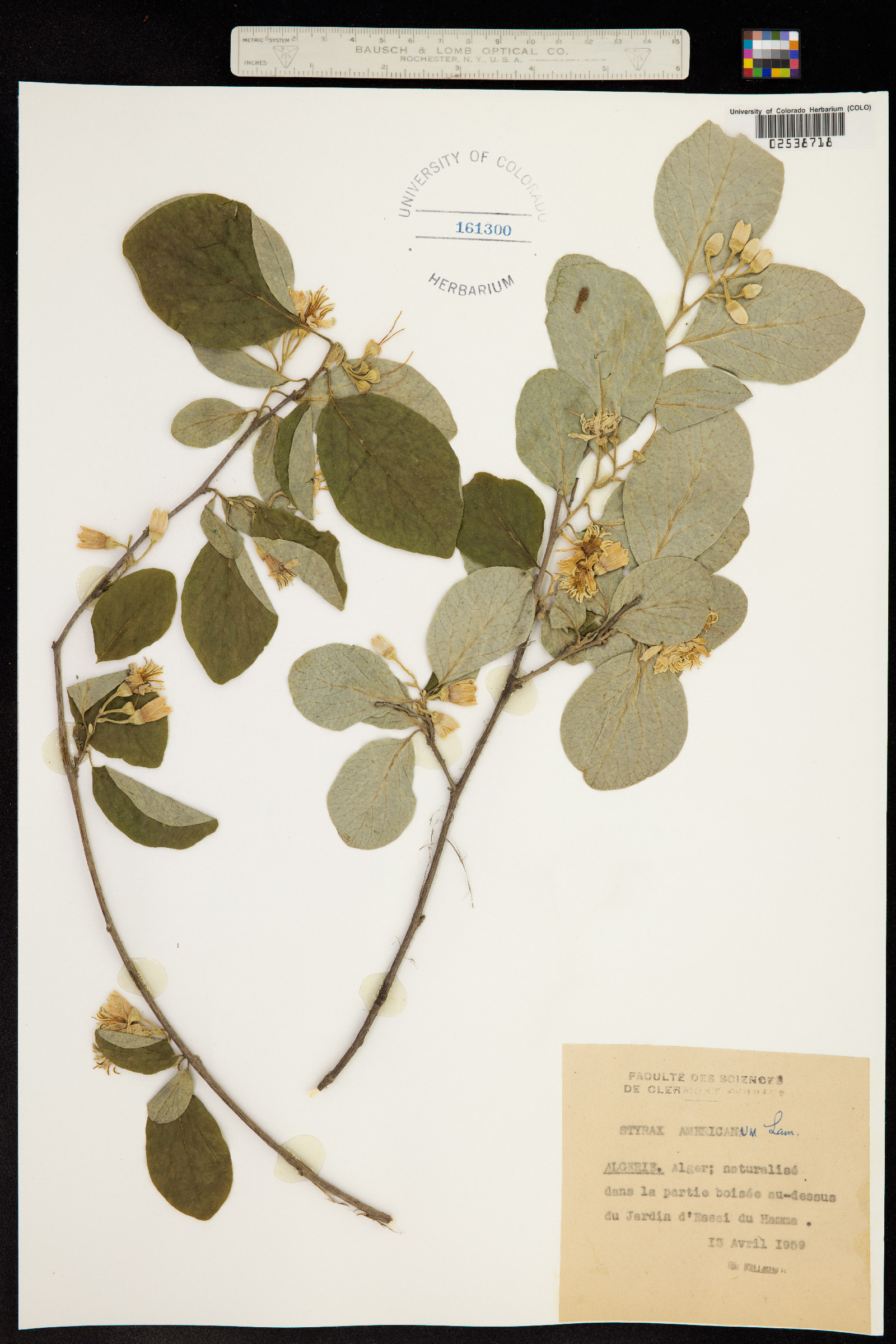 Styrax americanus image