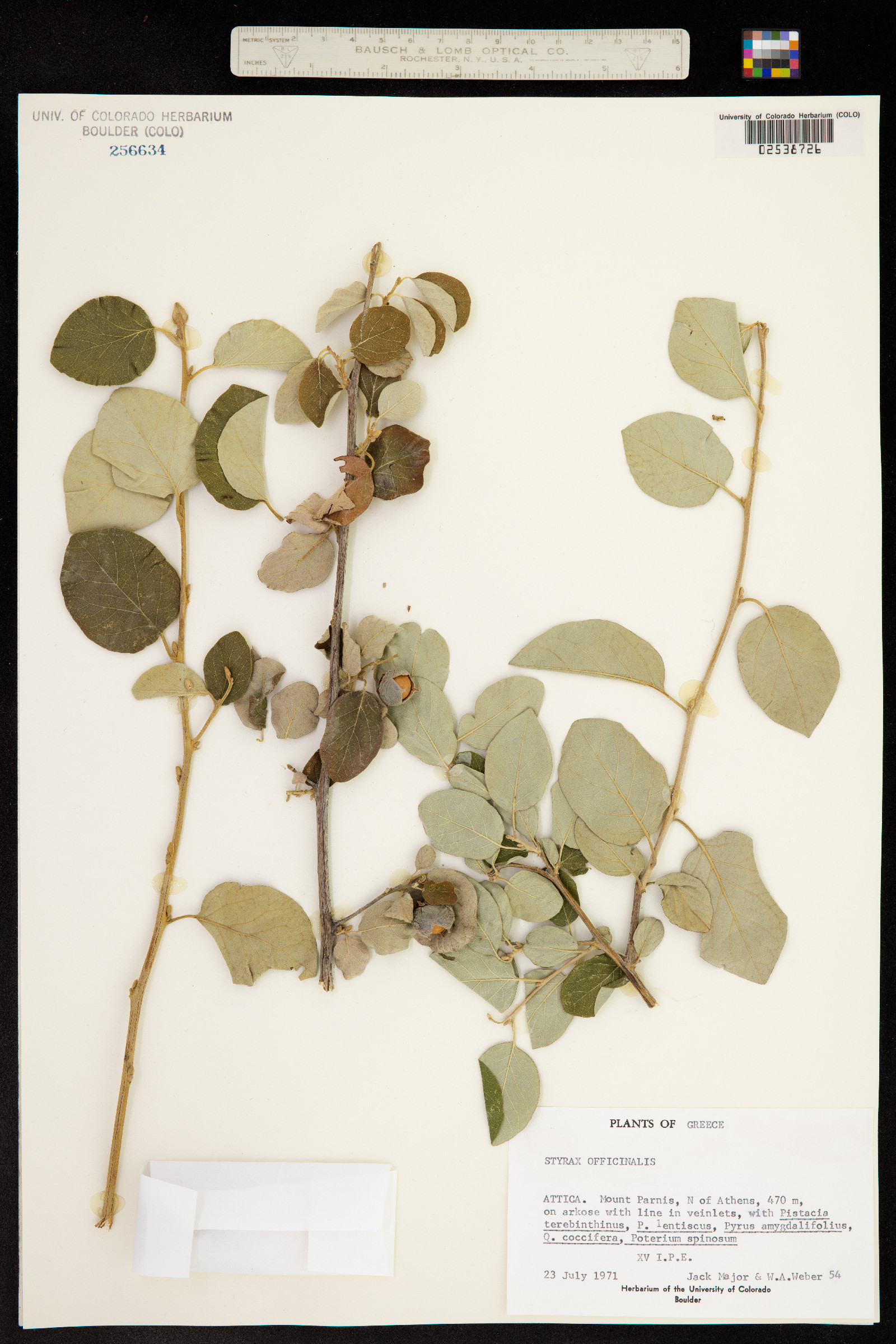 Styrax officinalis image