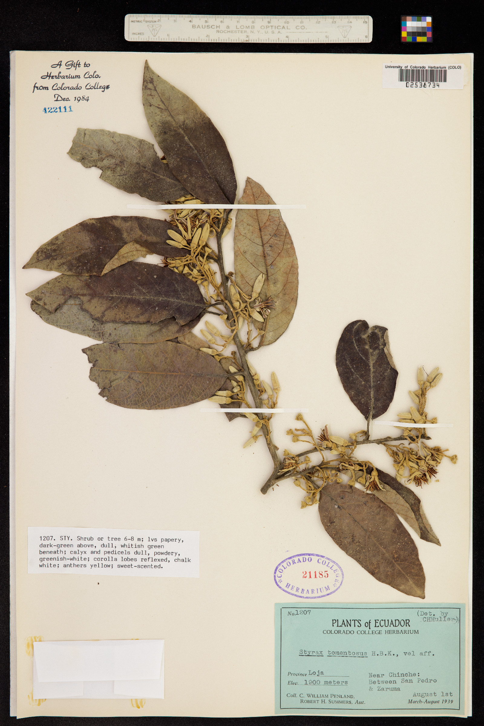Styrax tomentosus image