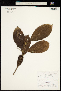 Styrax pavonii image