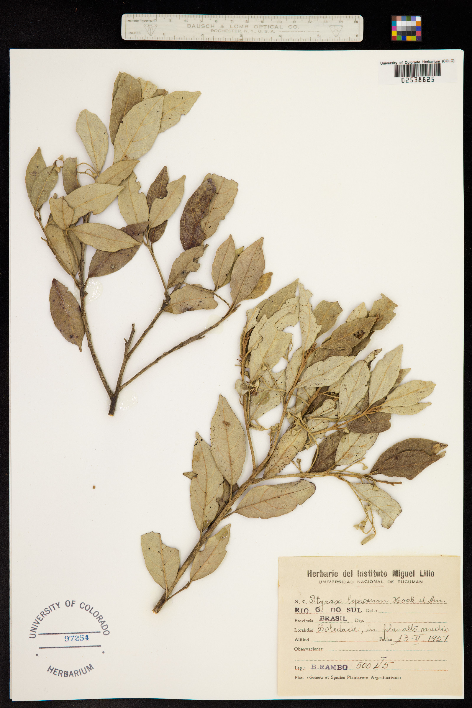 Styrax leprosus image