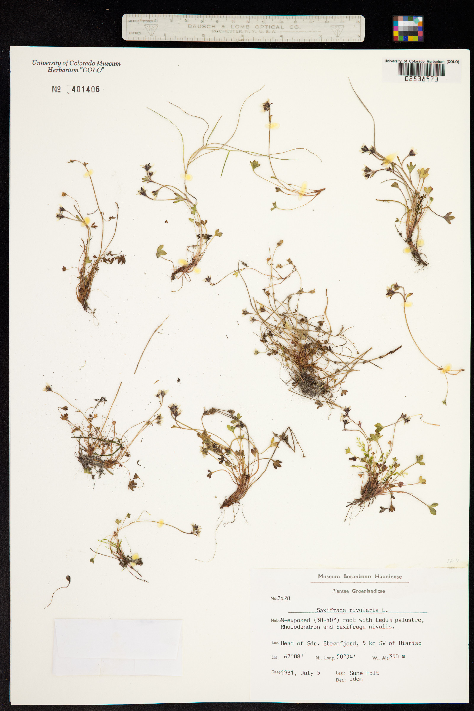 Saxifraga rivularis image