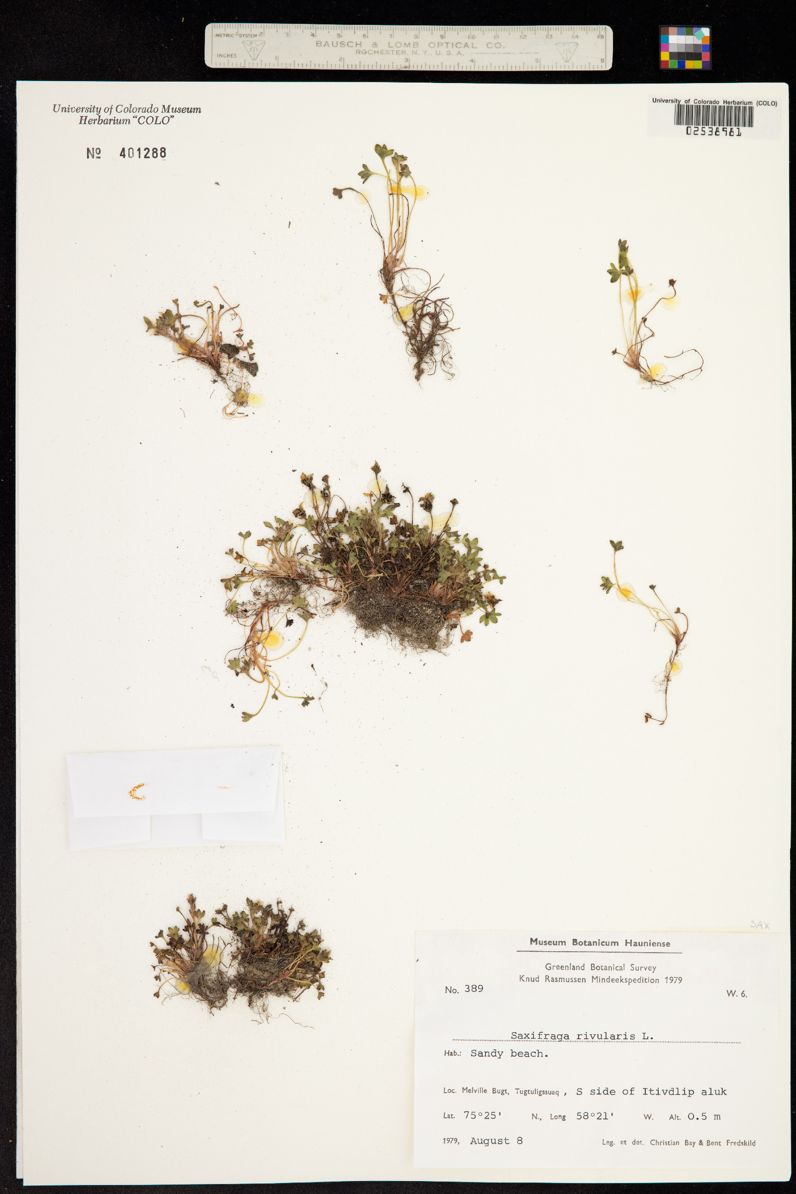 Saxifraga image