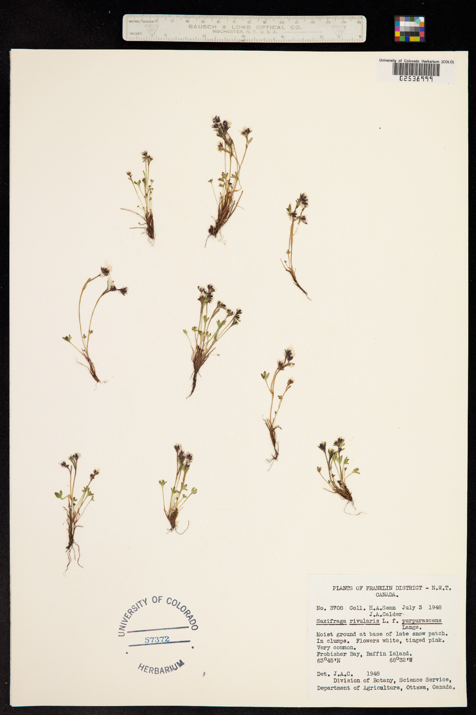 Saxifraga rivularis image