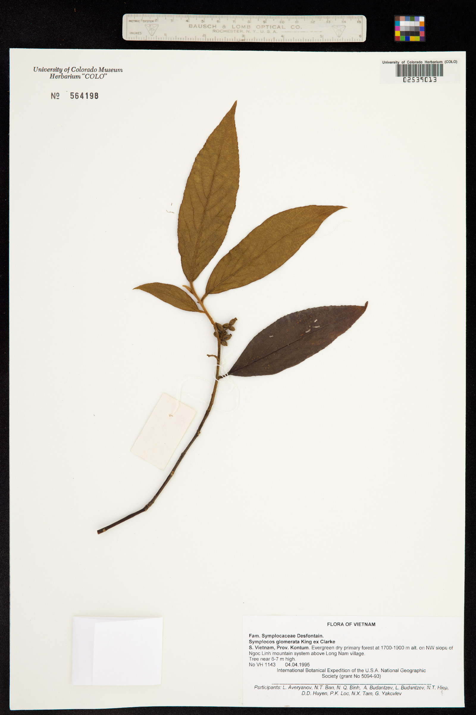 Symplocos setchuensis — ảnh 3