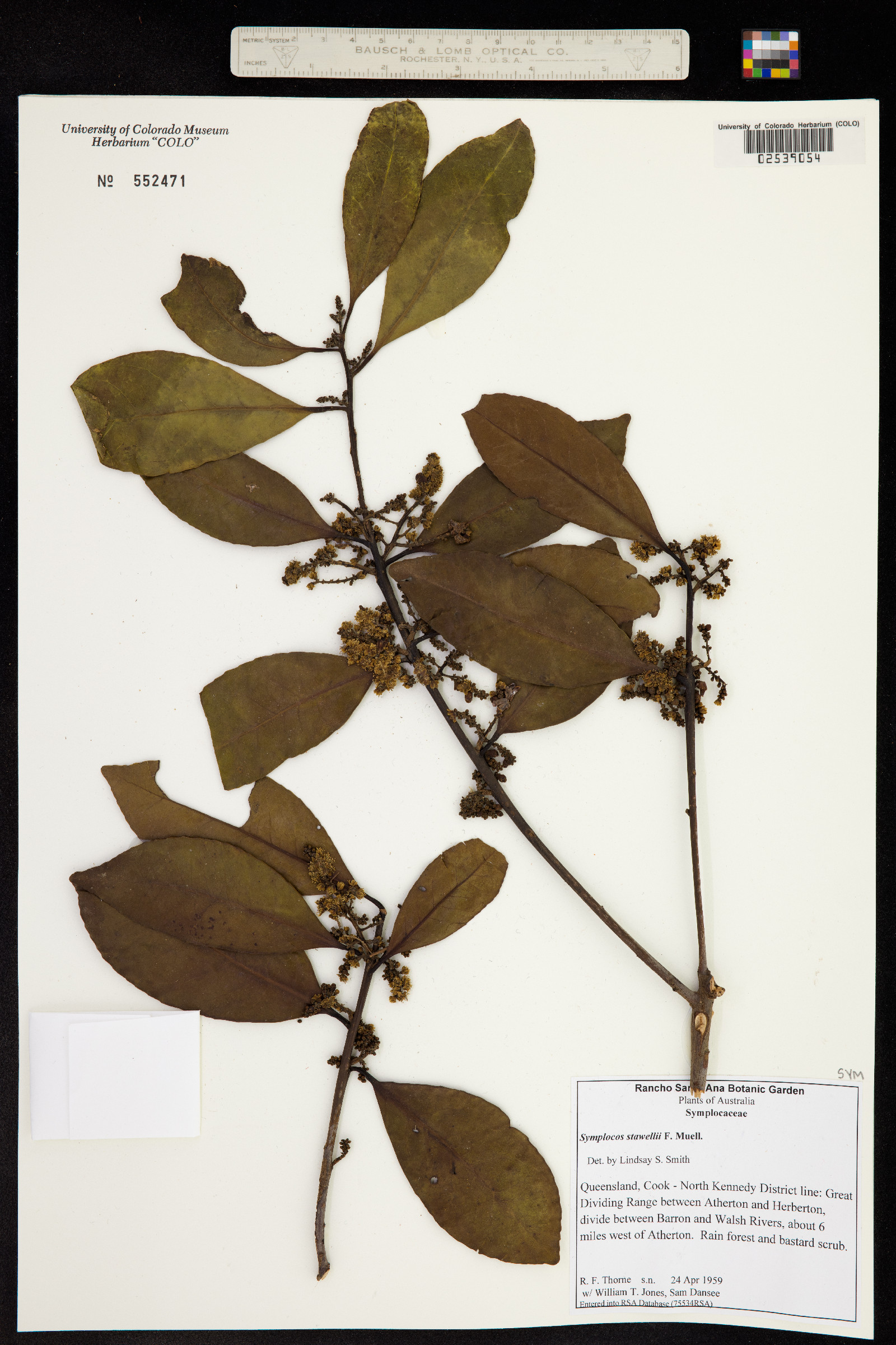 Symplocos stawellii image