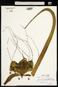 Image of Tacca leontopetaloides