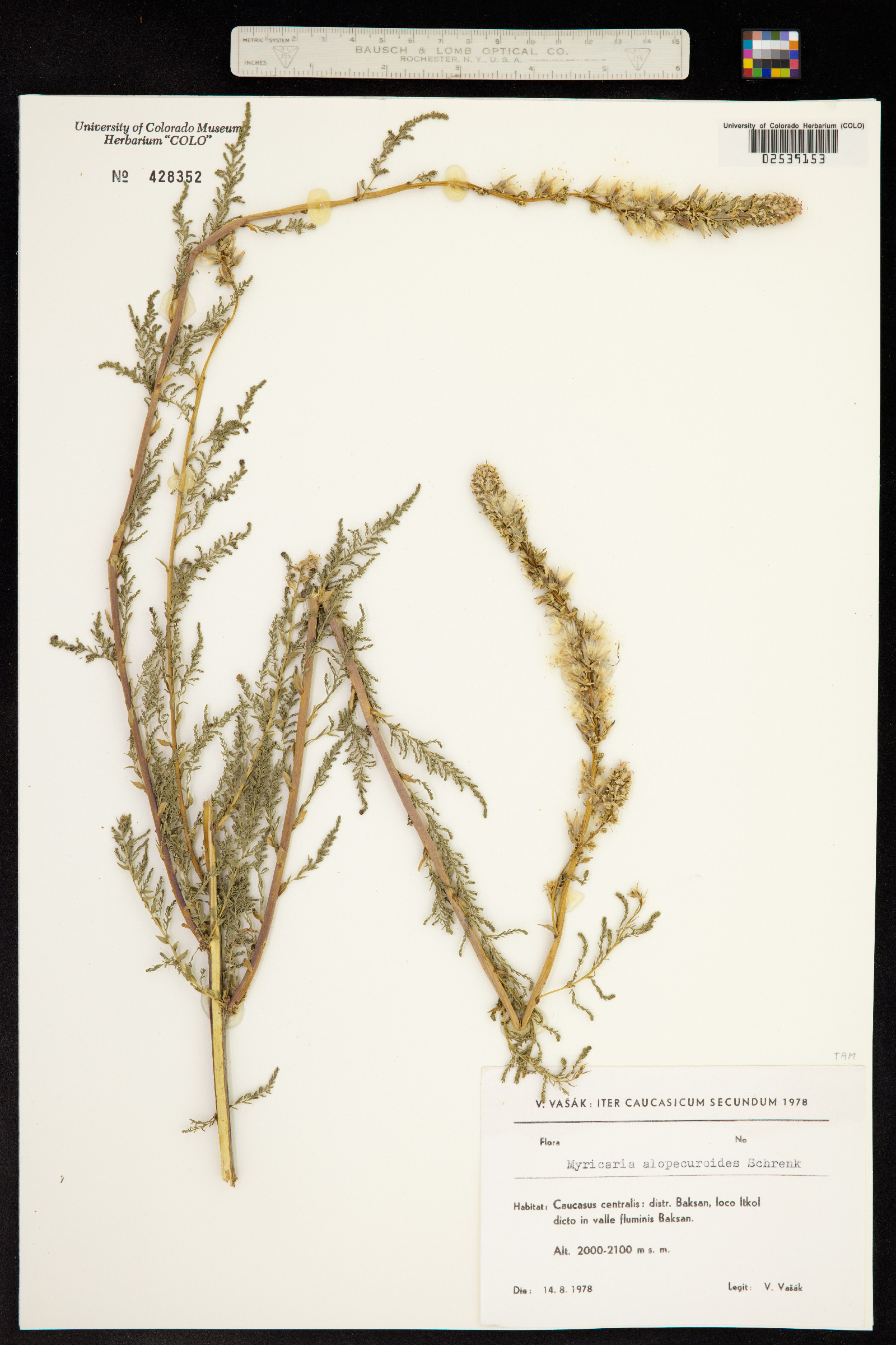 Myricaria germanica image