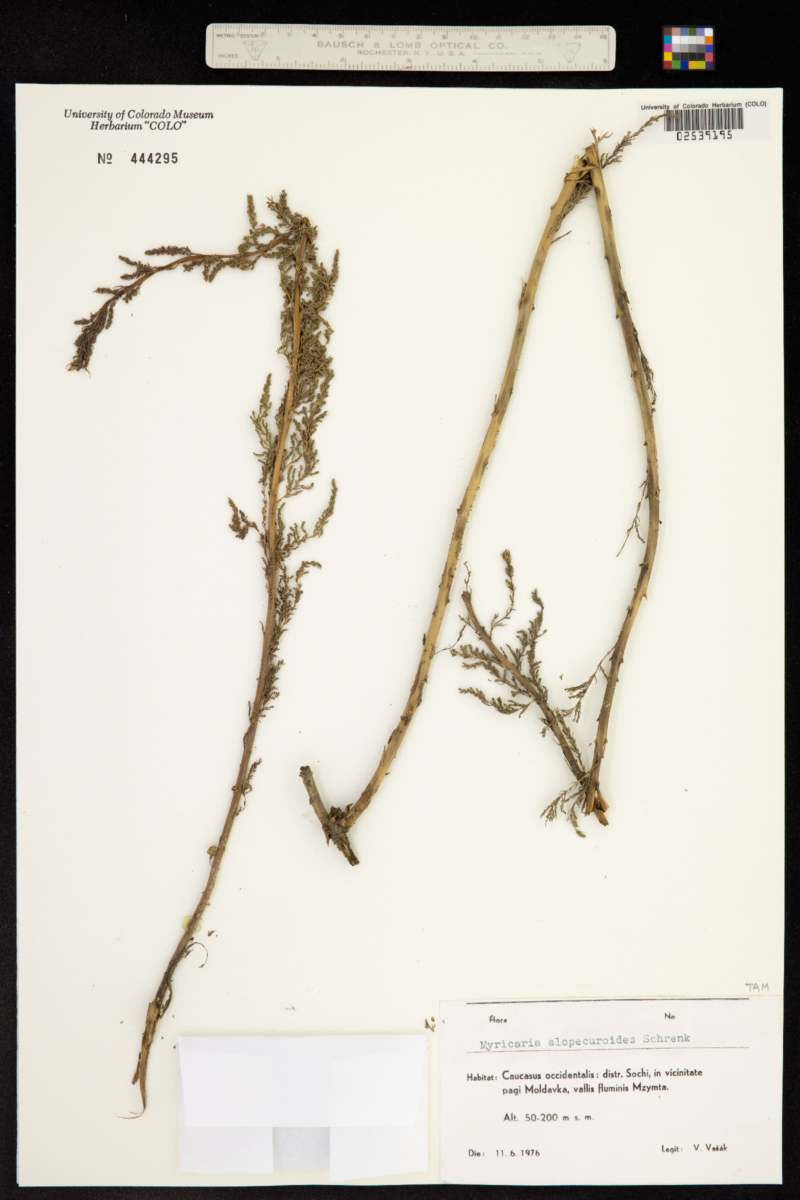 Myricaria image