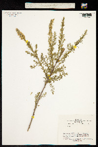 Myricaria davurica image