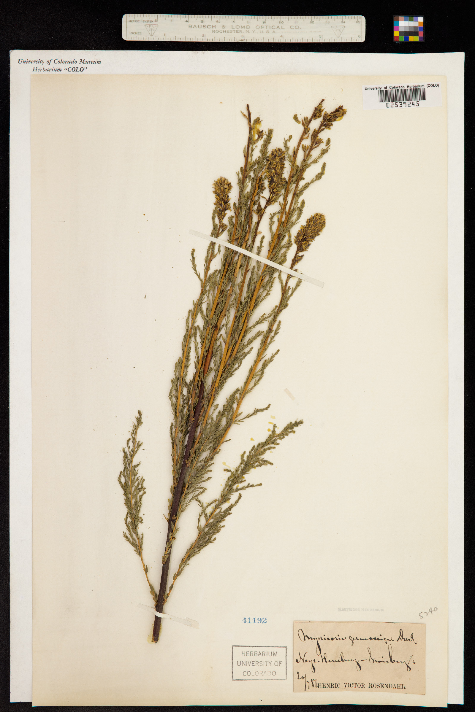 Myricaria germanica image