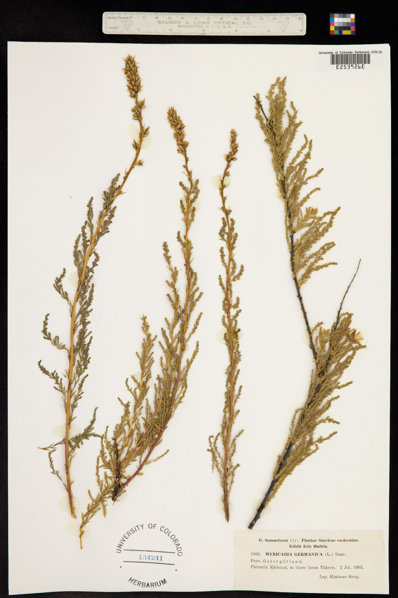 Myricaria germanica image