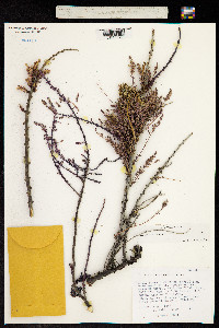 Myricaria germanica image