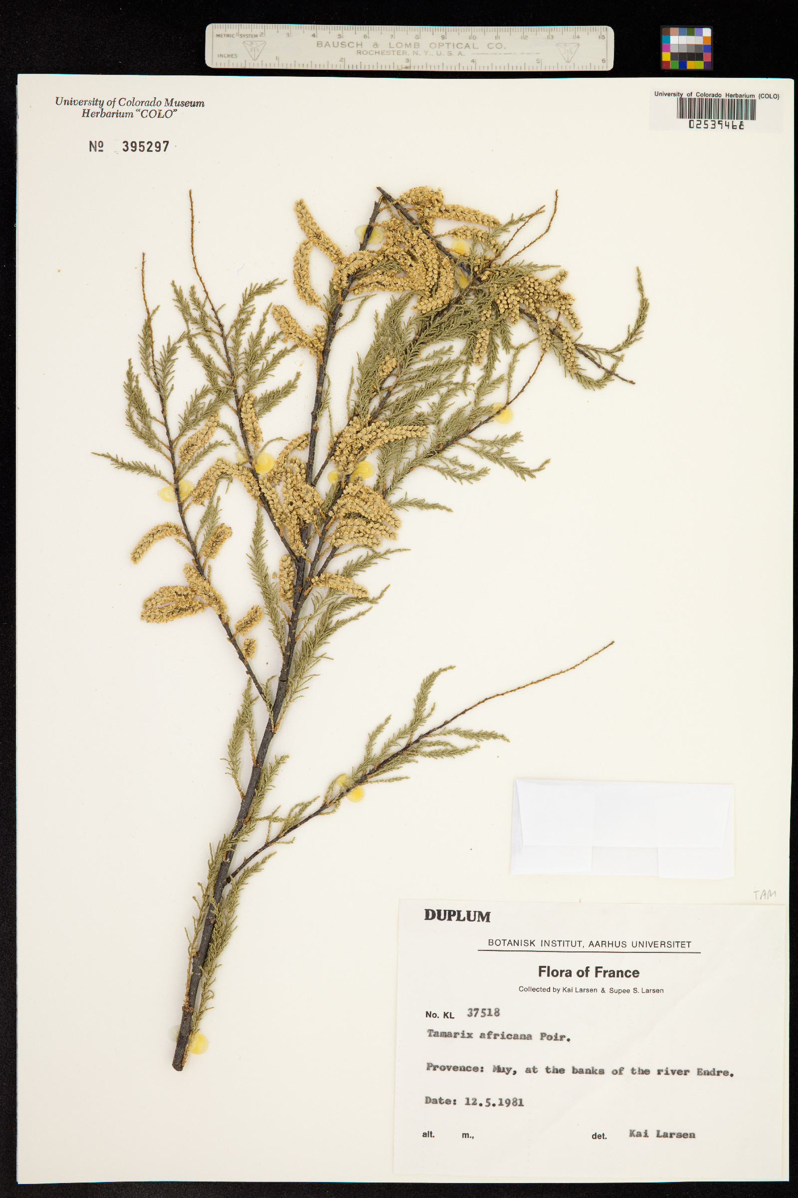 Tamarix africana image
