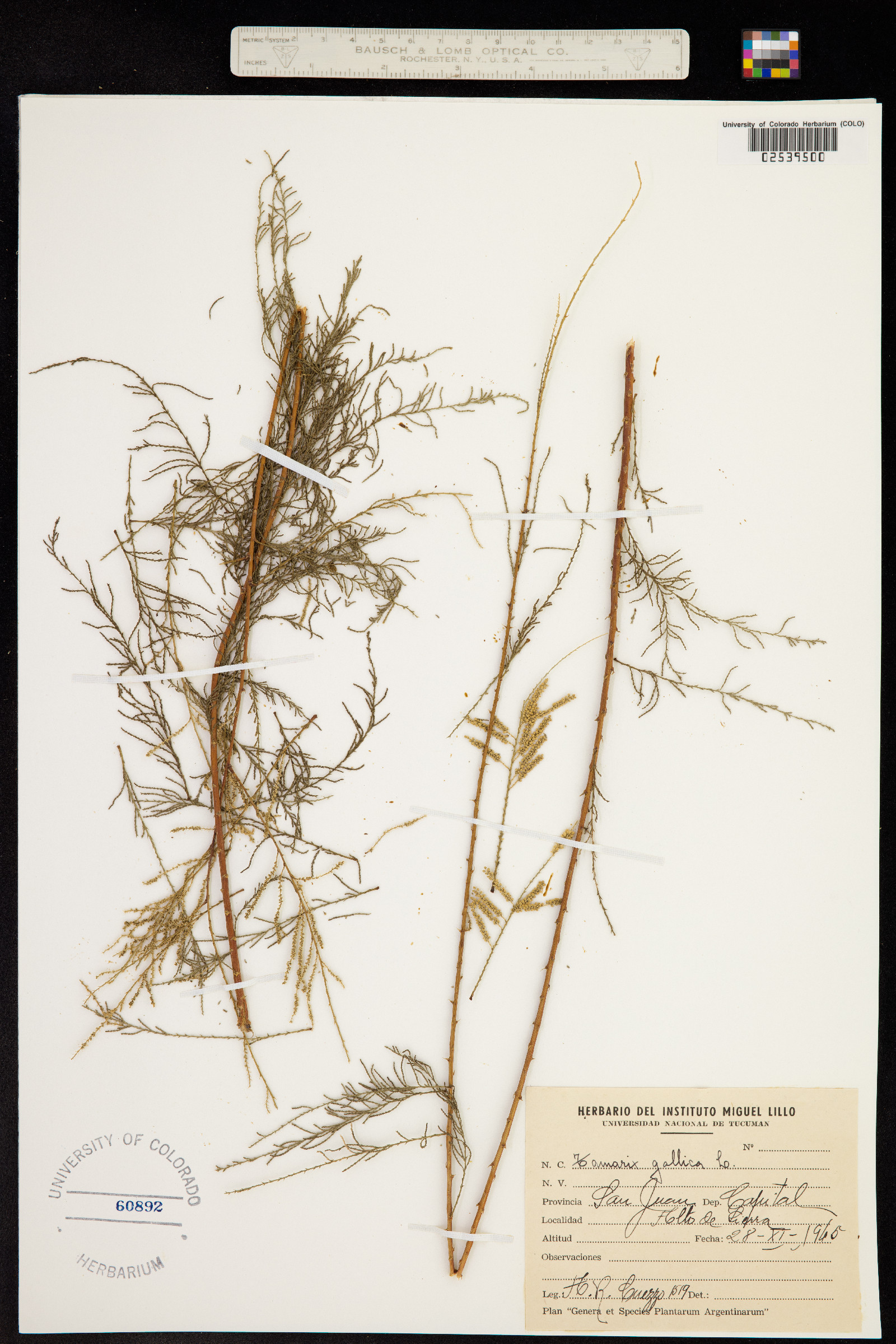 Tamarix gallica image