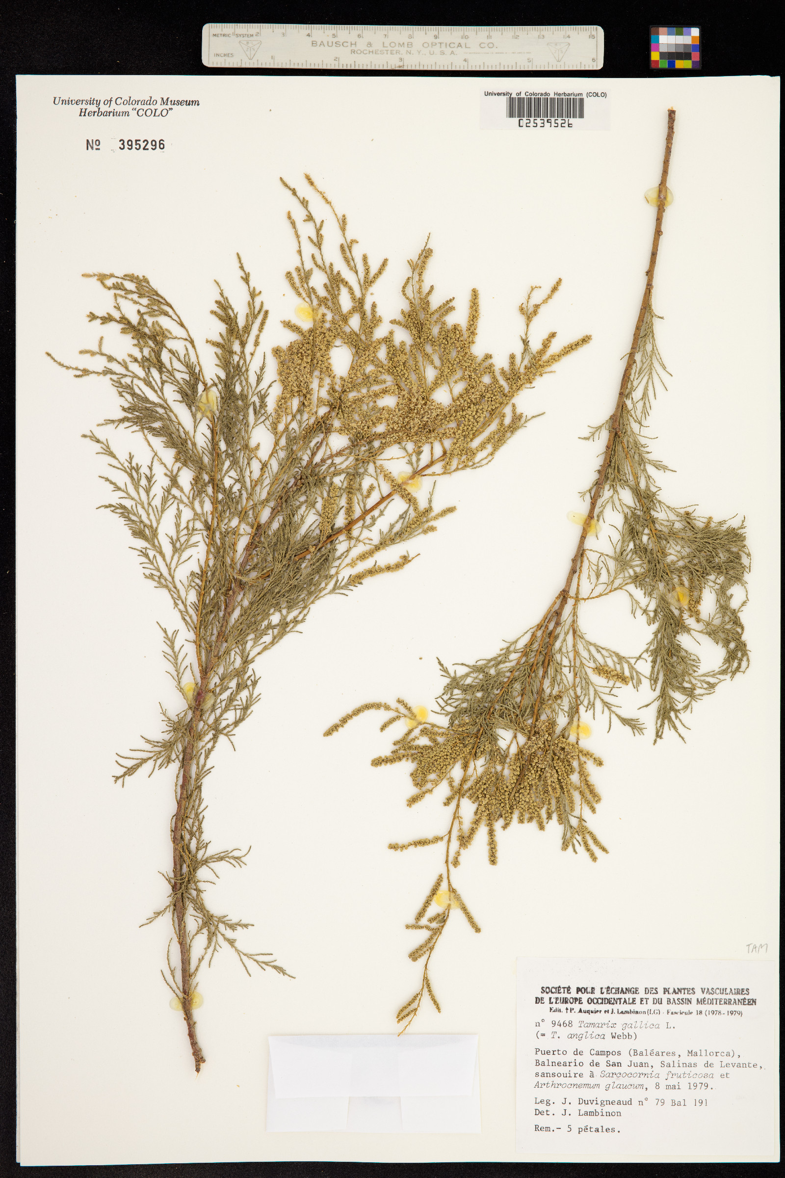 Tamarix gallica image