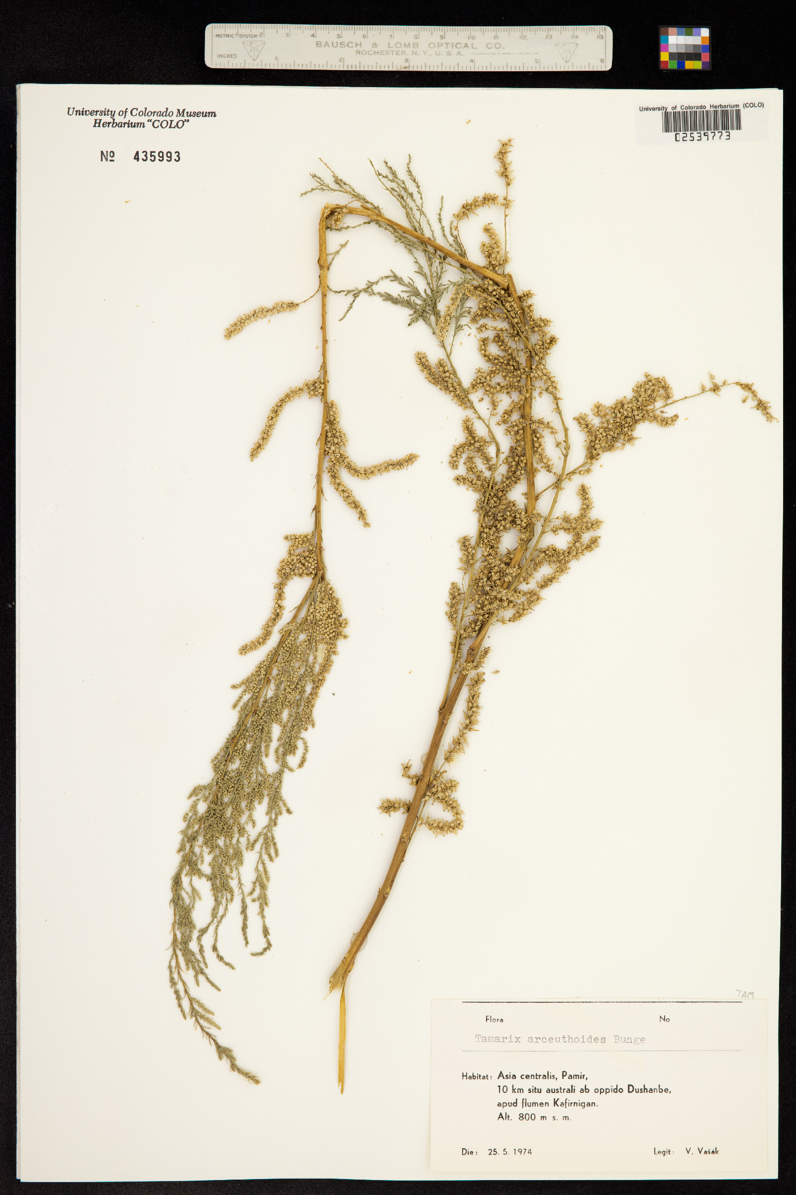Tamarix arceuthoides image