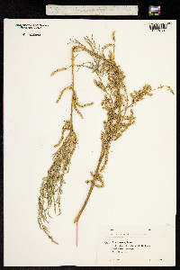 Image of Tamarix arceuthoides