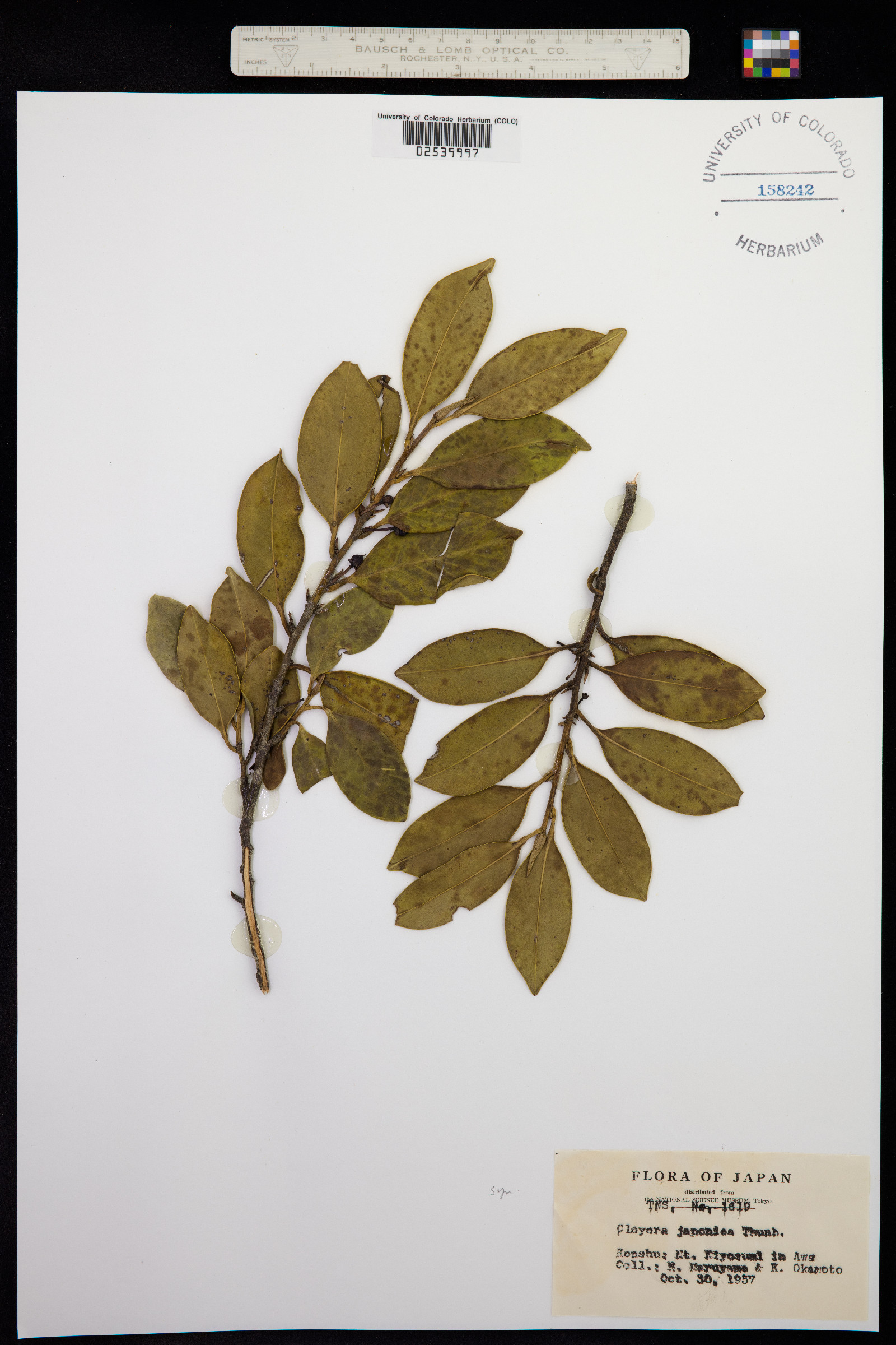 Cleyera japonica image