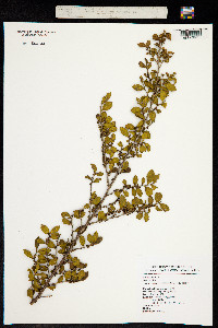 Image of Eurya crenatifolia
