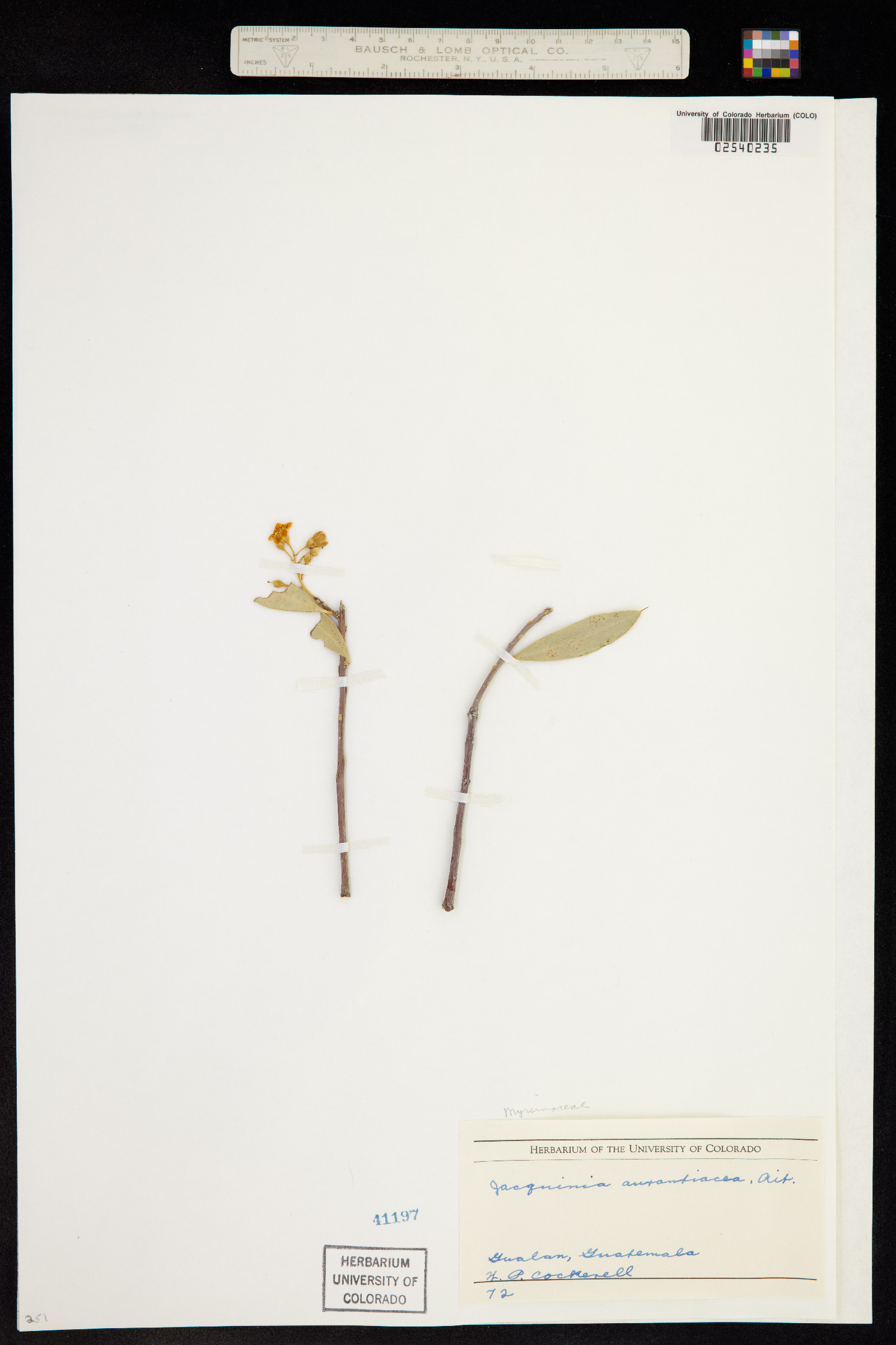 Jacquinia aurantiaca image