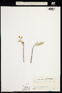Jacquinia aurantiaca image