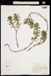 Daphne cneorum image