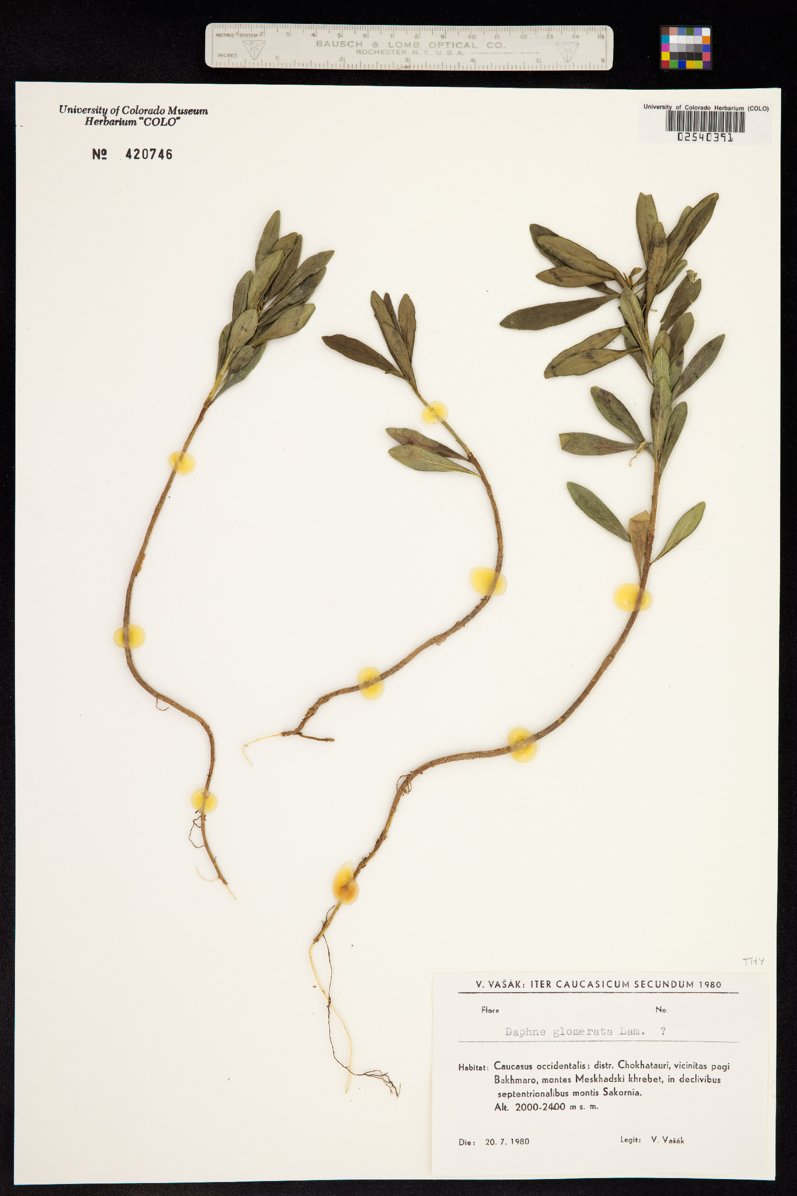 Daphne glomerata image