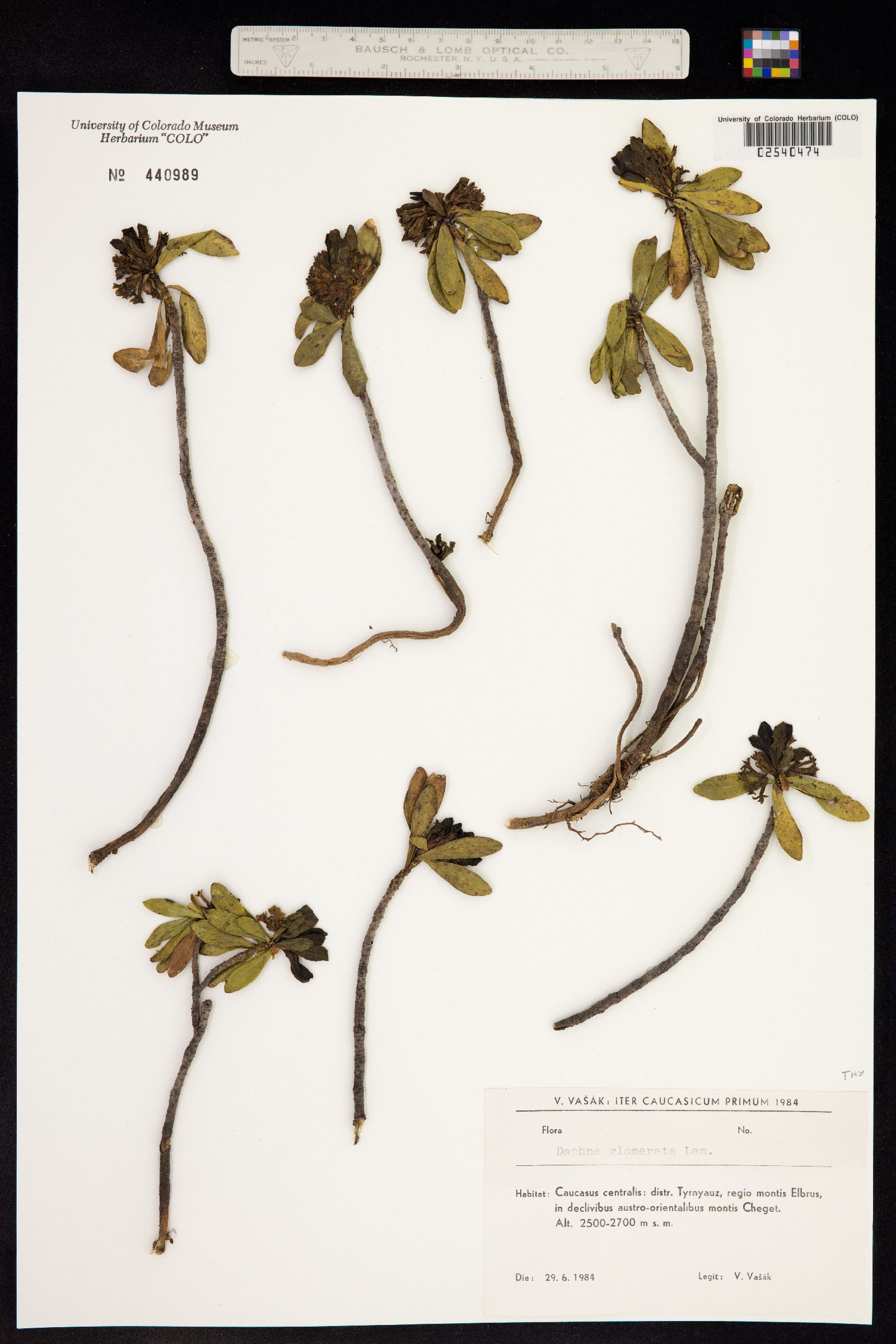 Daphne glomerata image