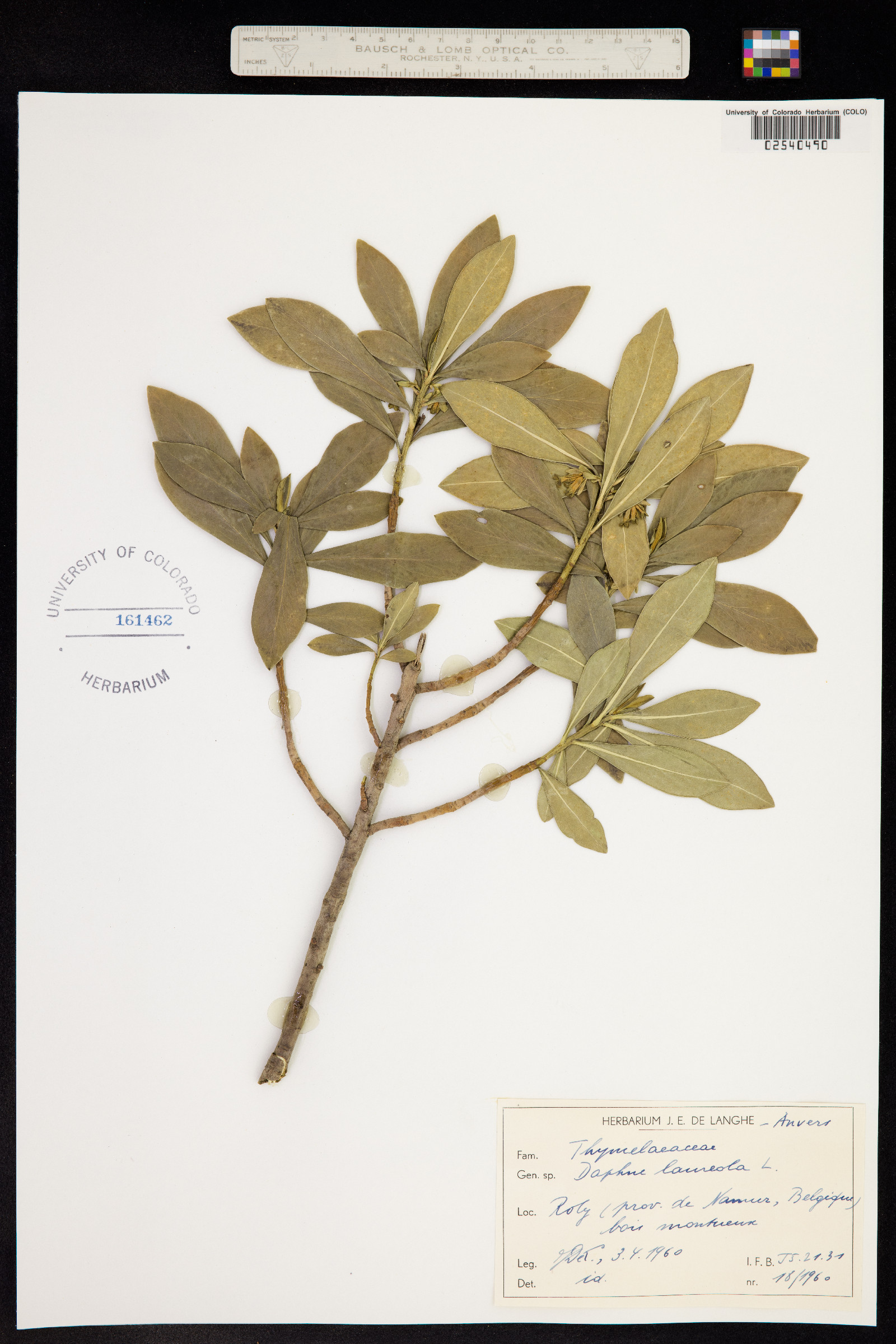 Daphne laureola image