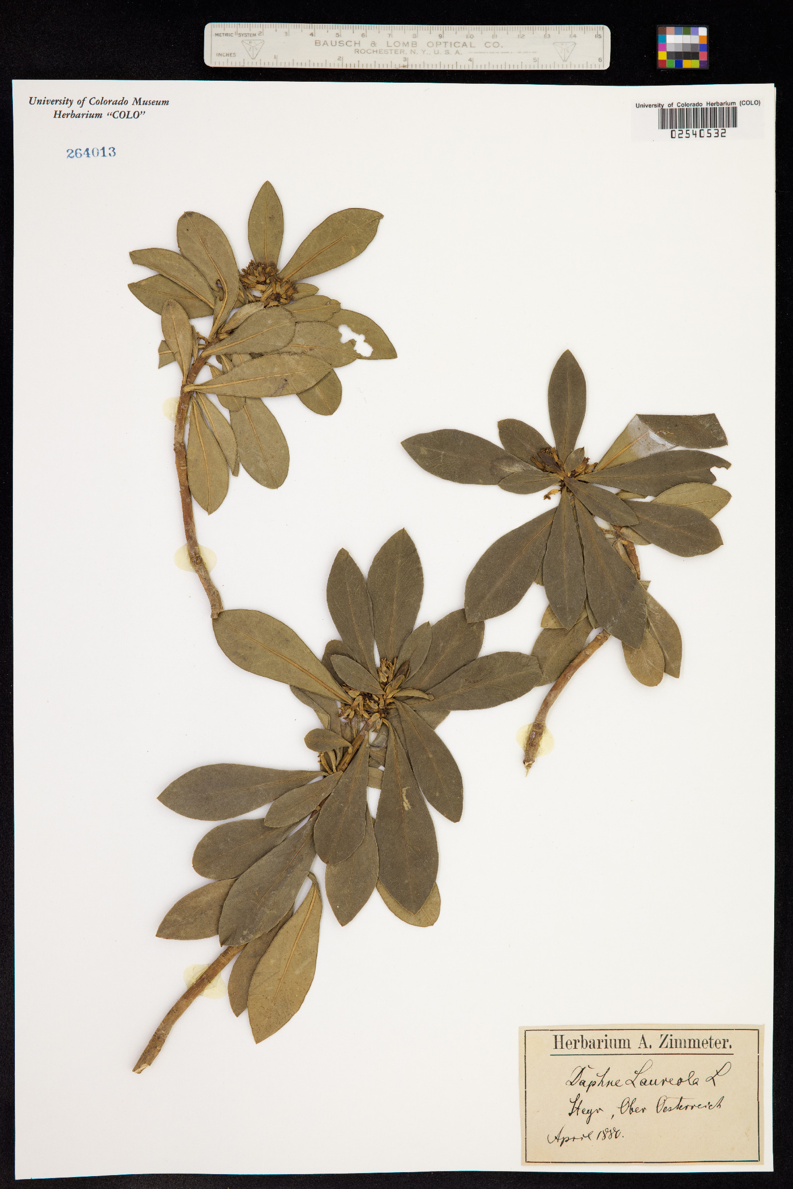 Daphne laureola image