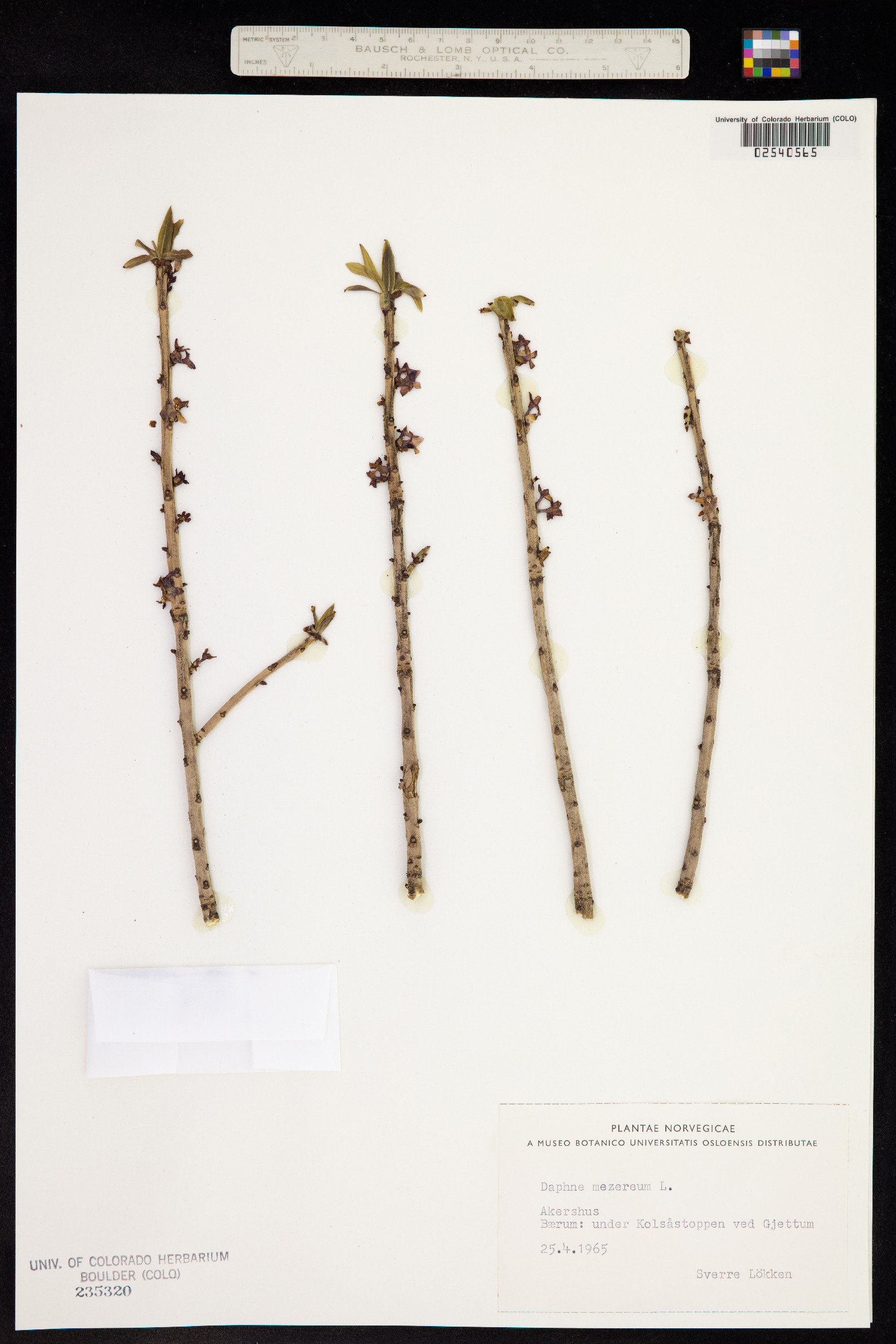 Daphne mezereum image