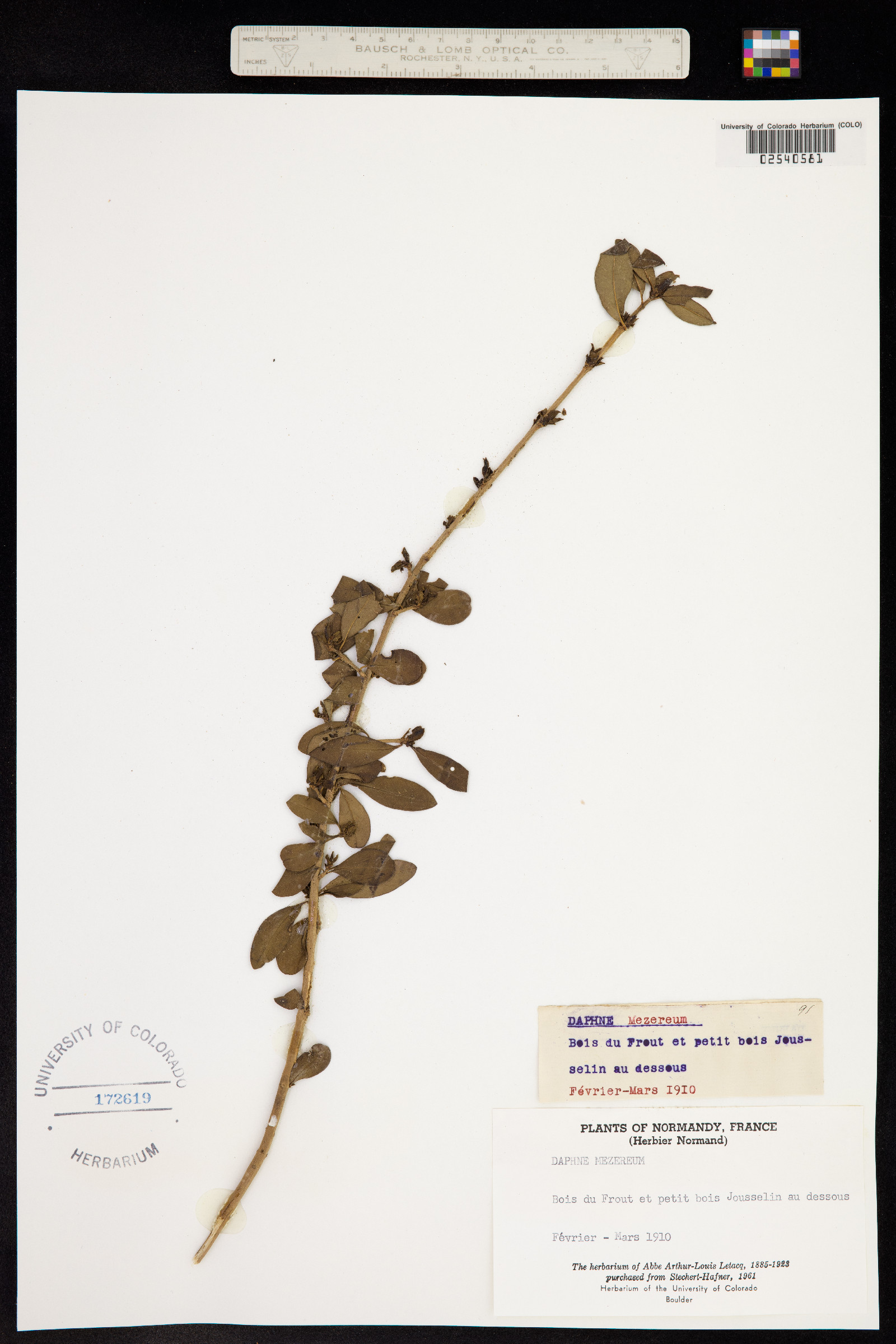 Daphne mezereum image