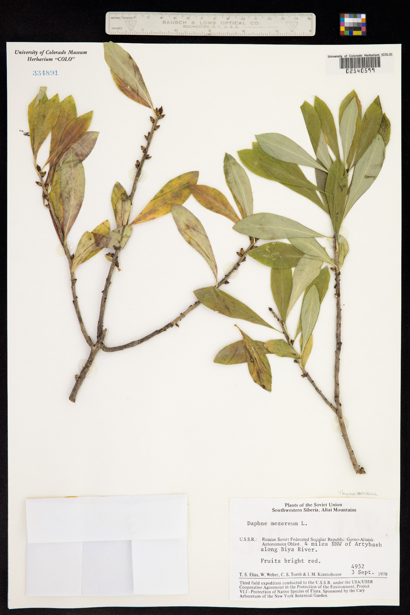 Daphne mezereum image