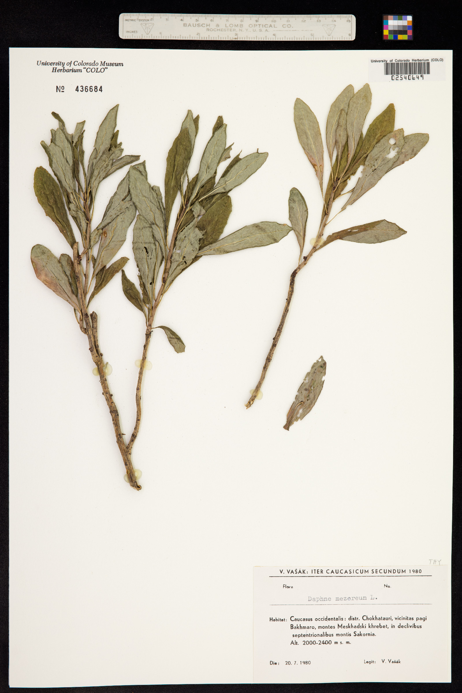 Daphne mezereum image
